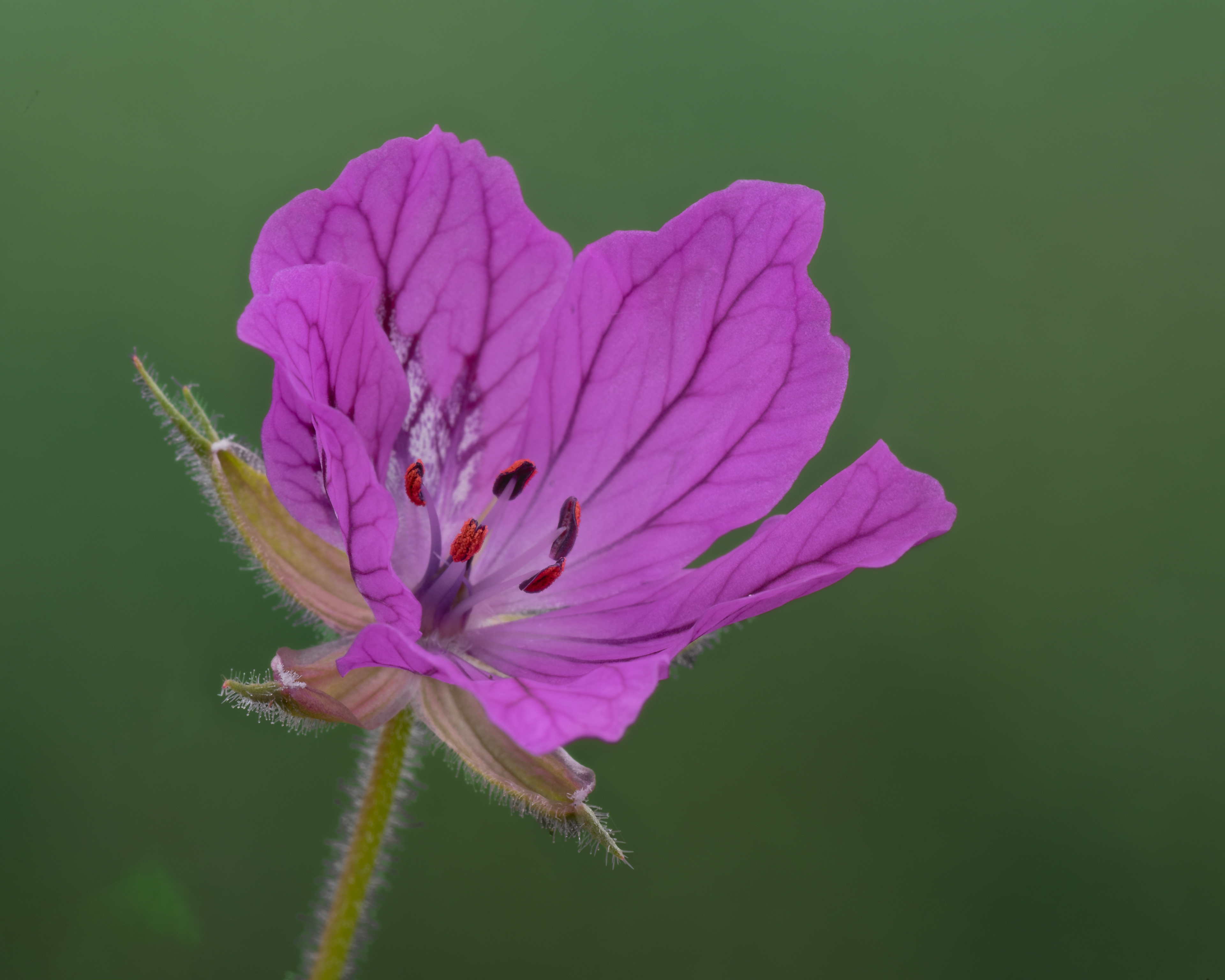 Geranium