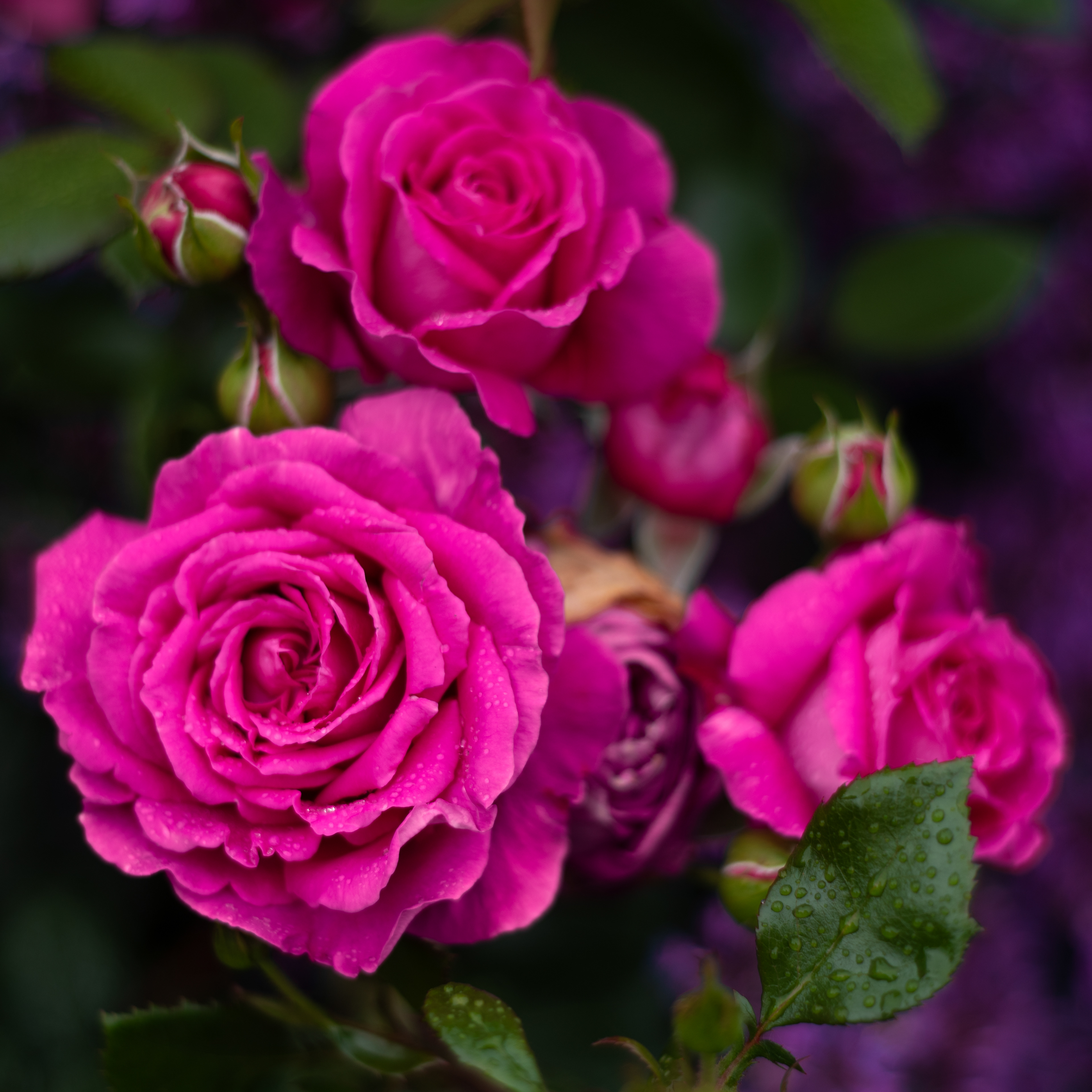 Rosa × damascena