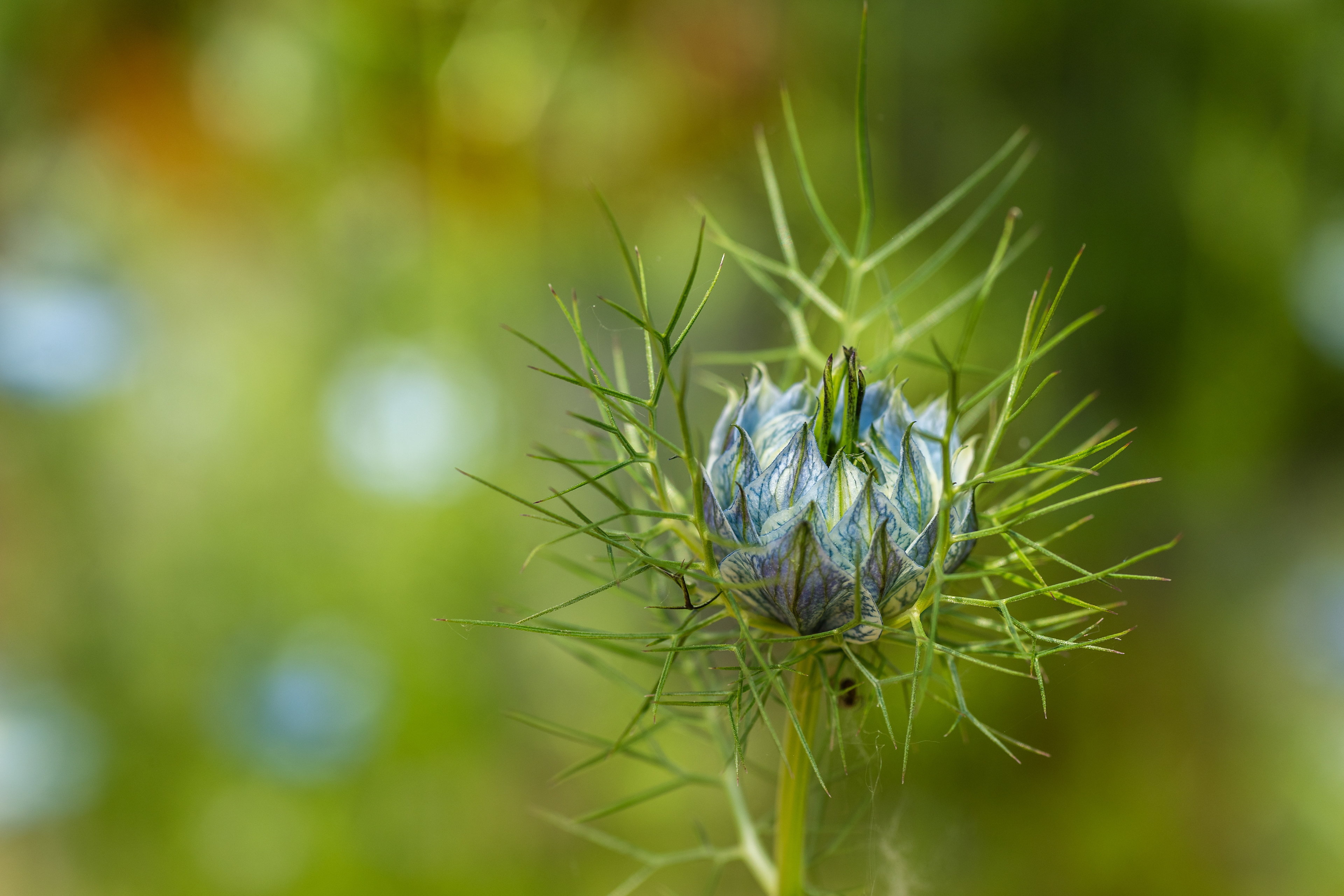 Nigella