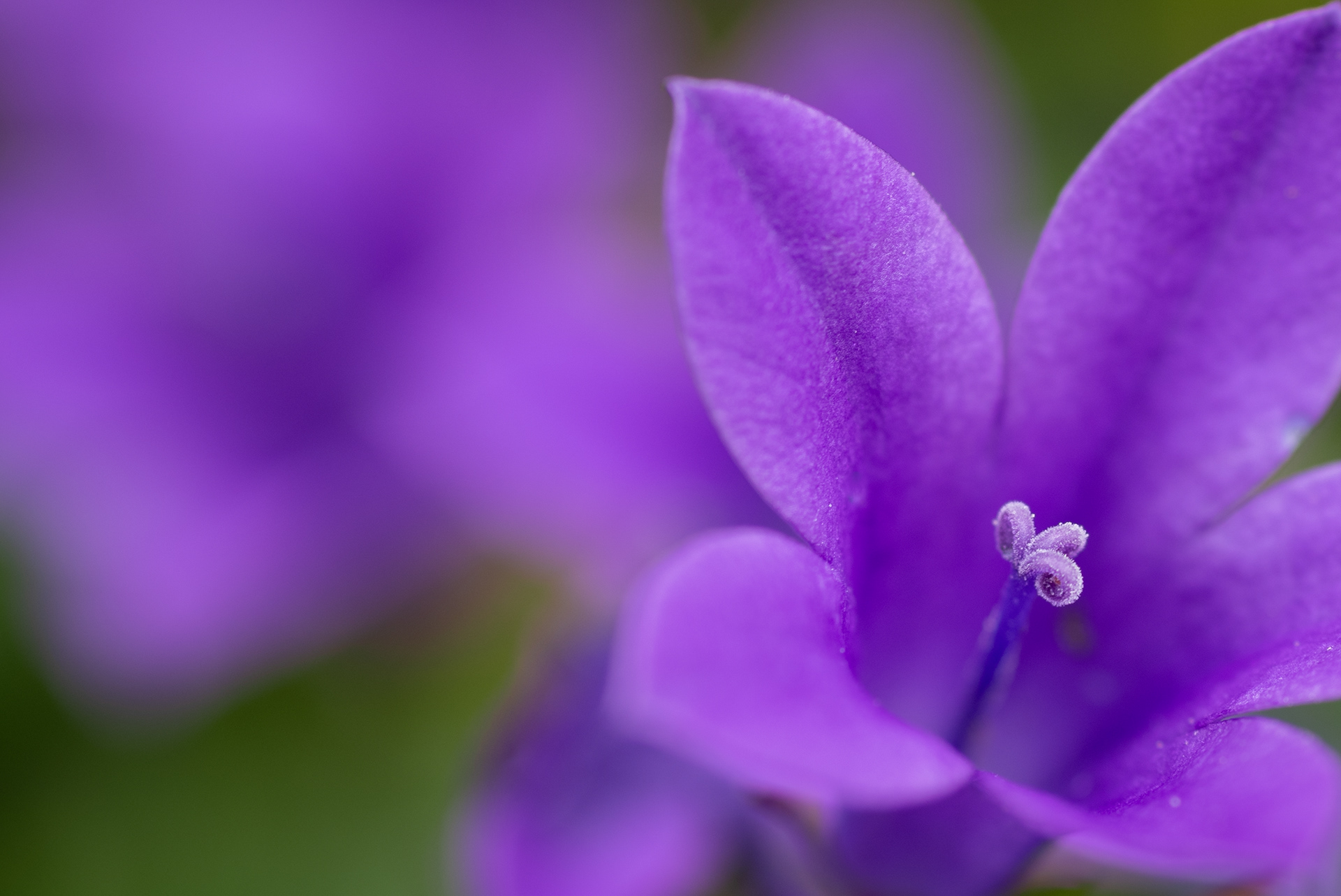 Campanula