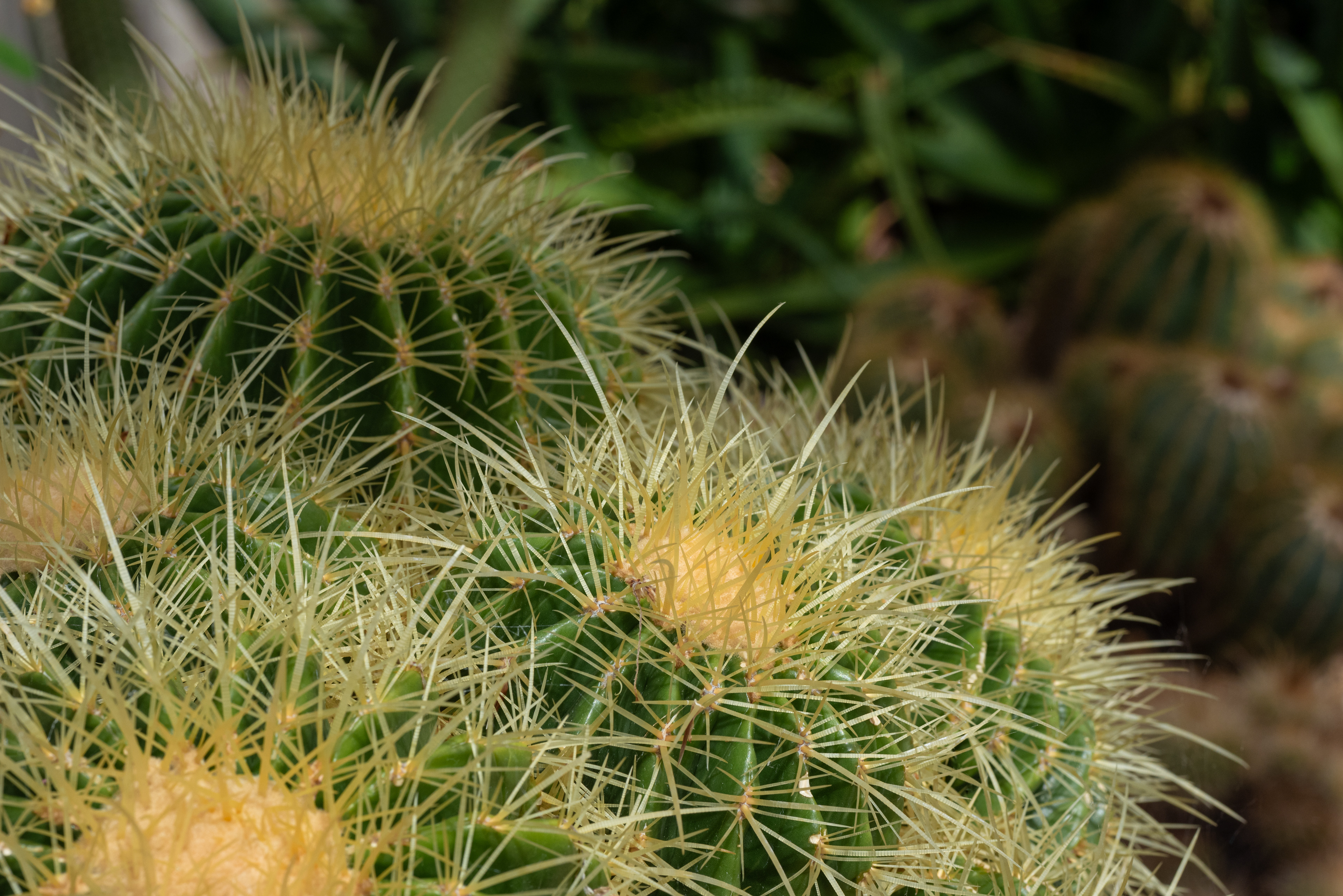 Cacti