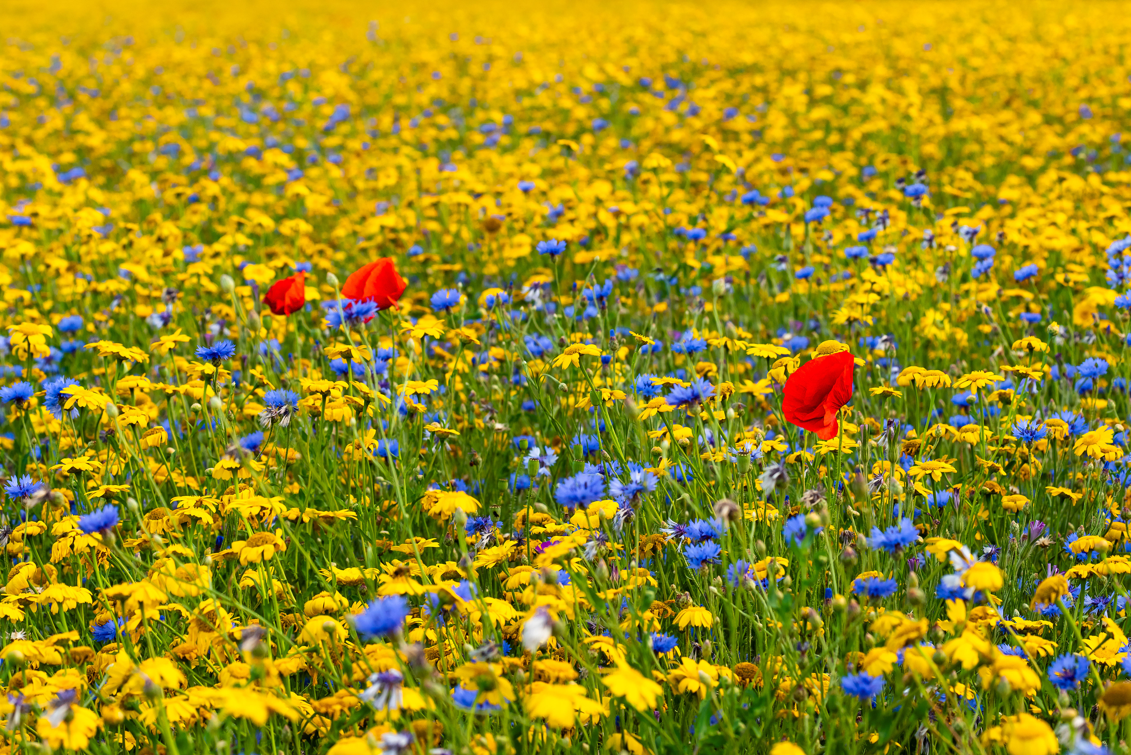 Poppies