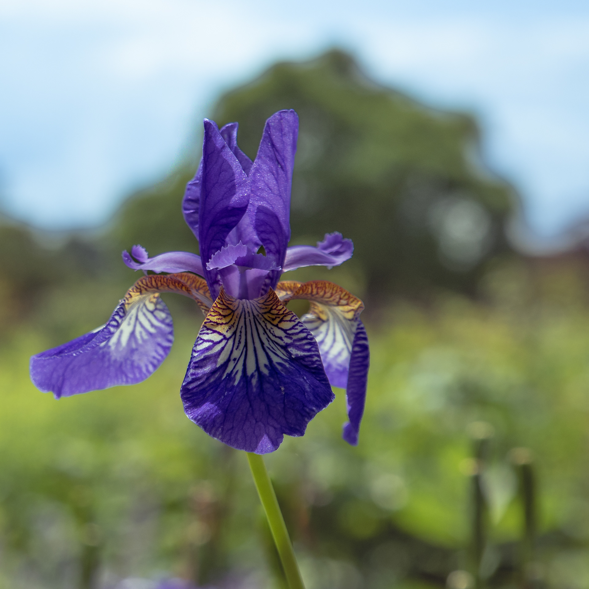 Iris Sibiica