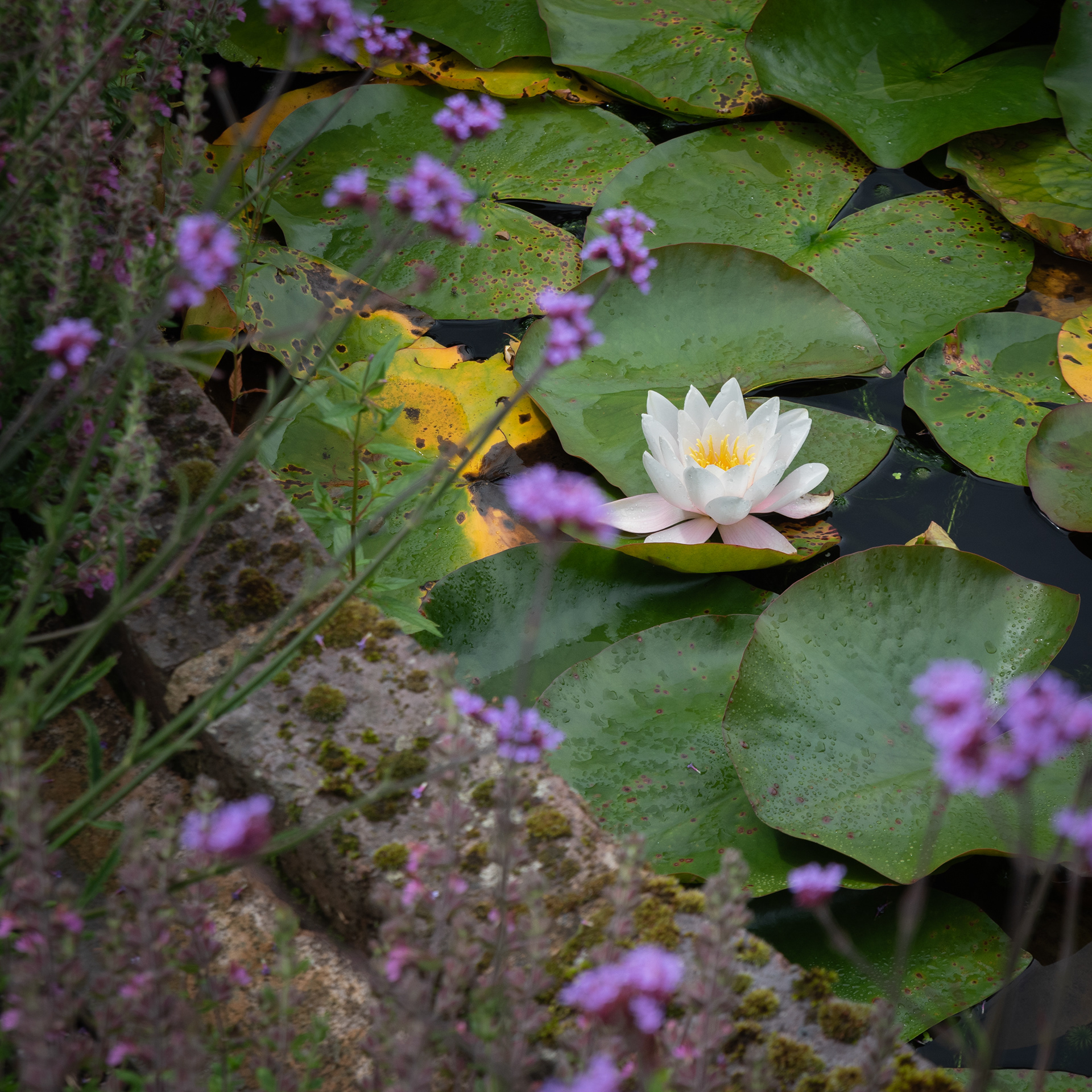A Lily Pad in the walled garden - Winterborne House and Gardens 