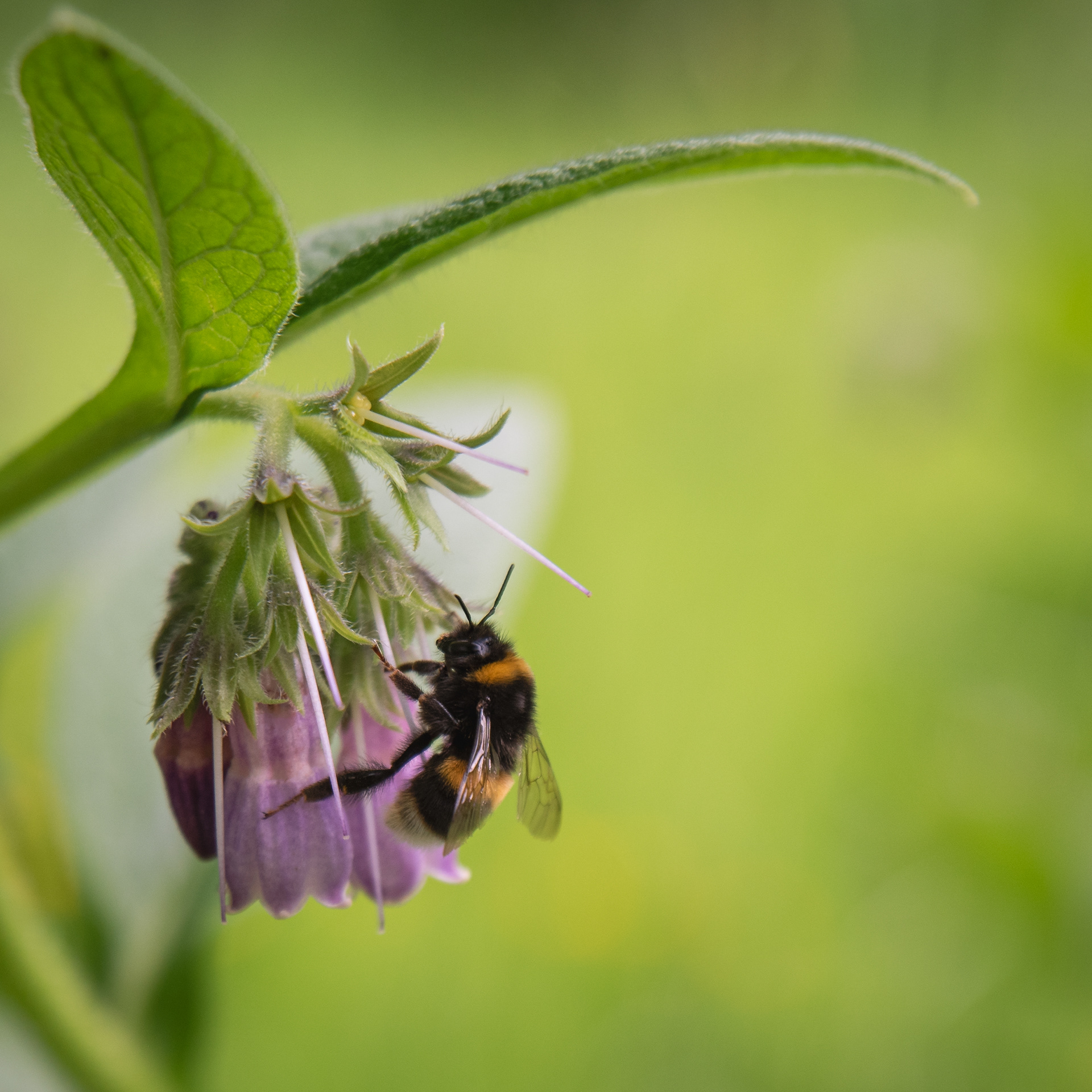 A Bee on Borrage
