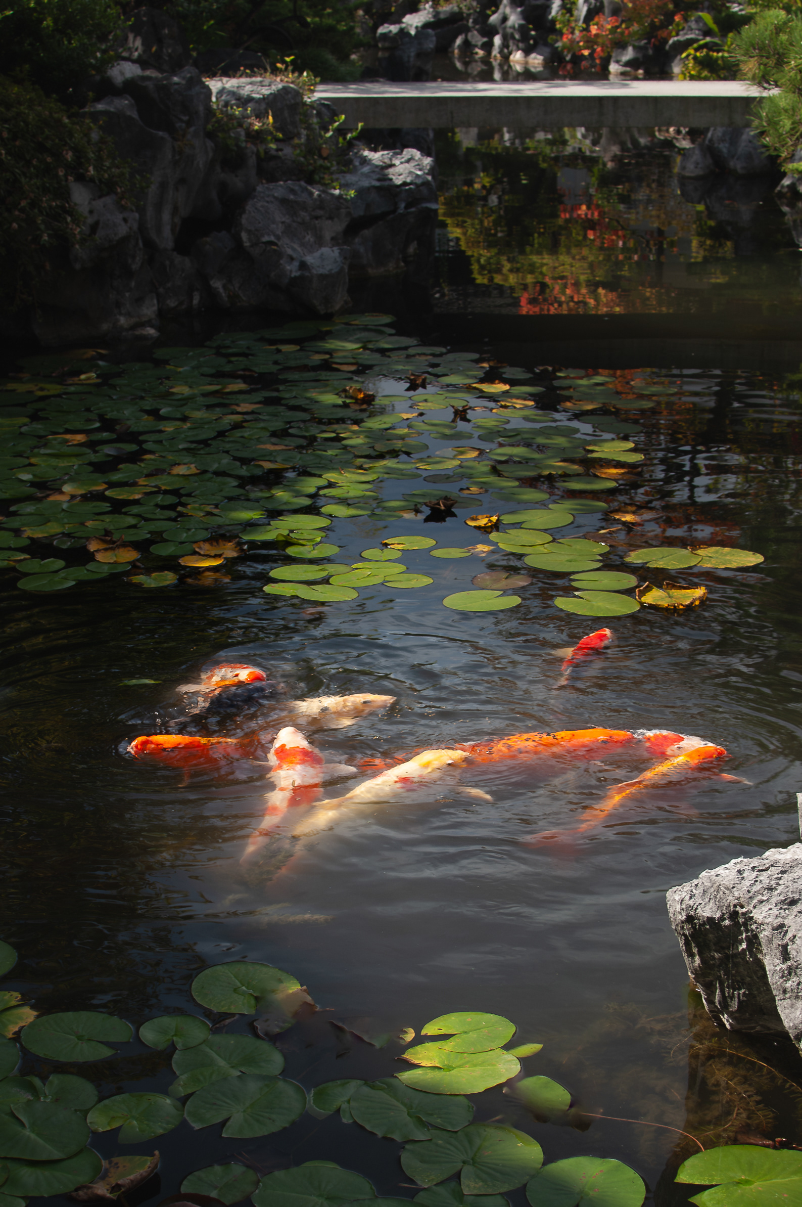 Dr. Sun Yat-Sen Garden - Vancouver, Canada