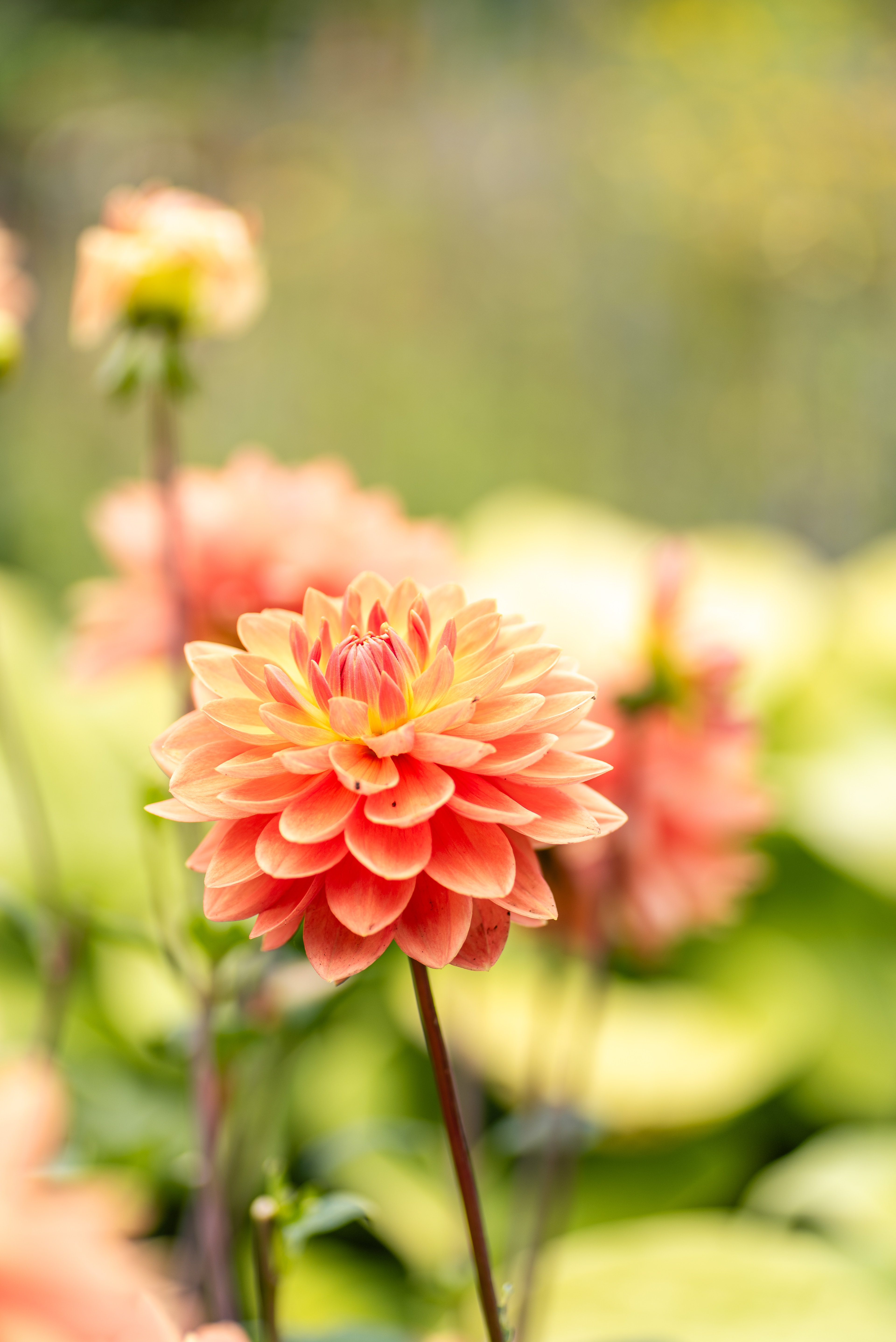Dahlia