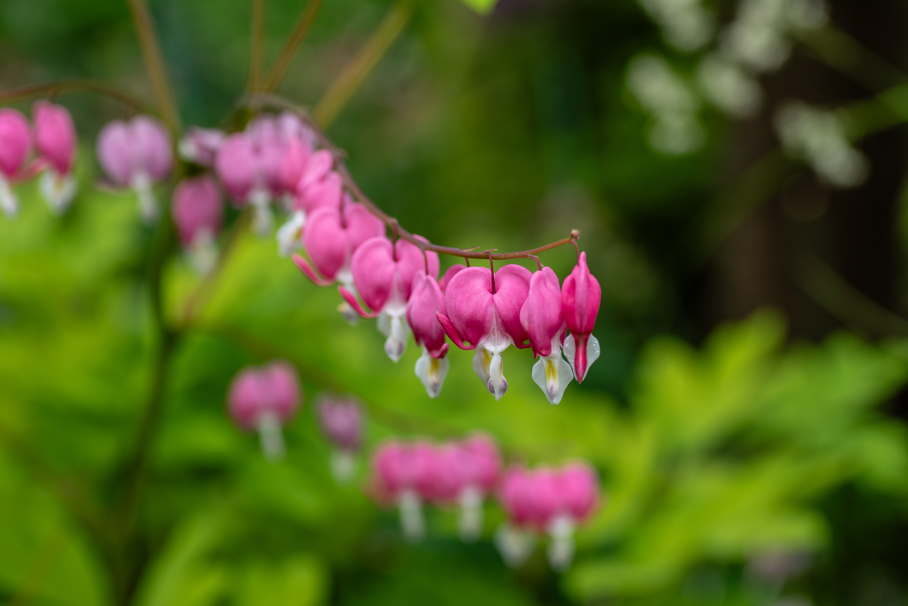 Lamprocapnos spectabilis - 'bleeding heart'