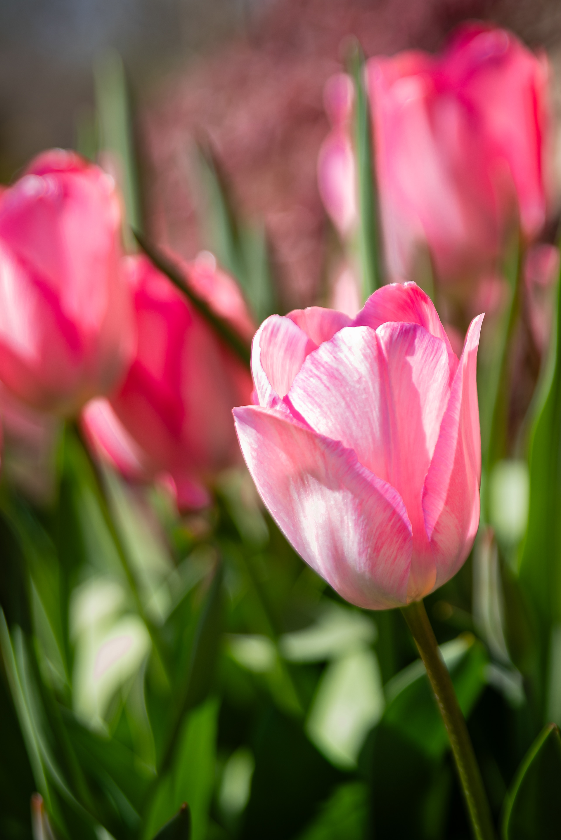 Tulip