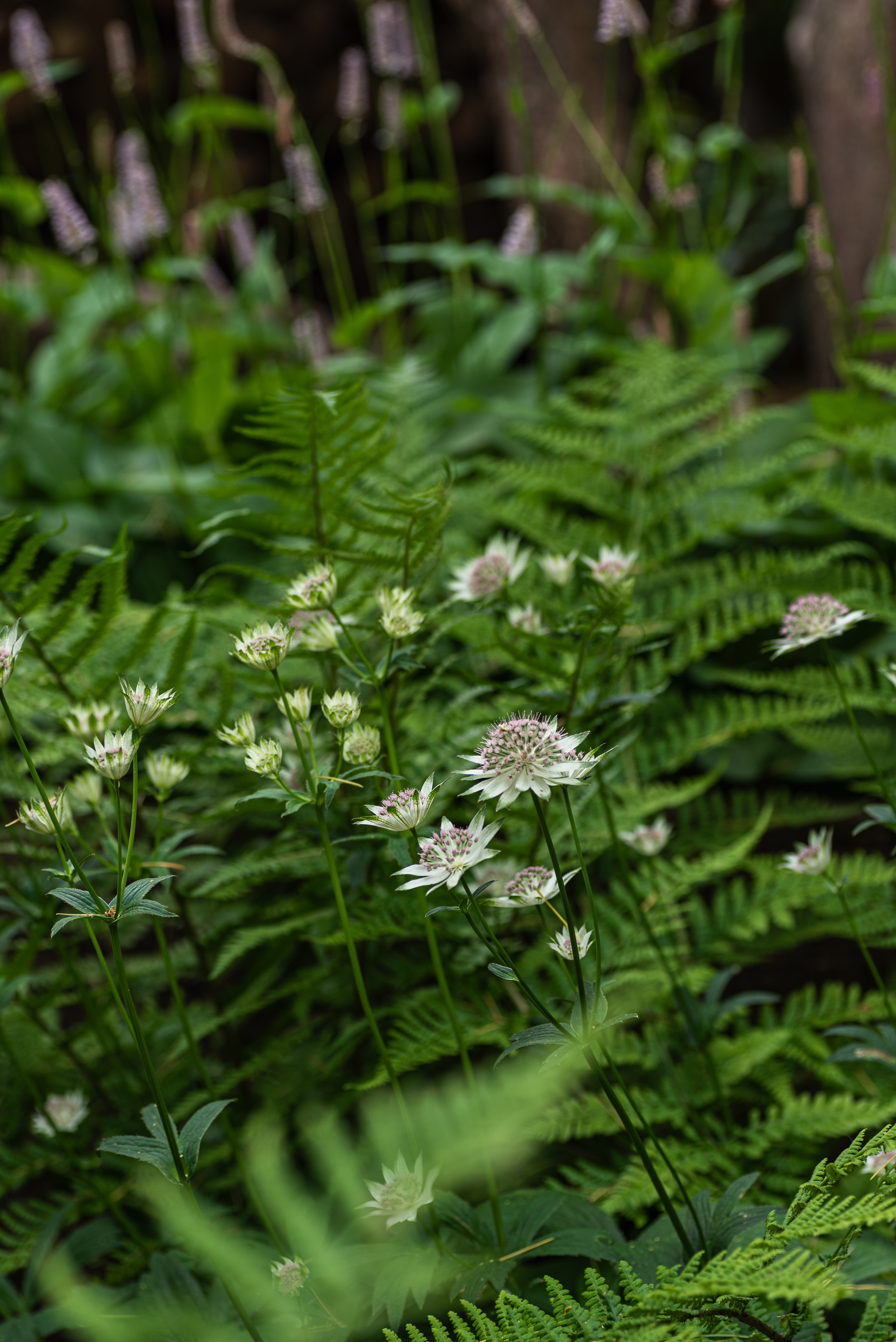 Astrantia