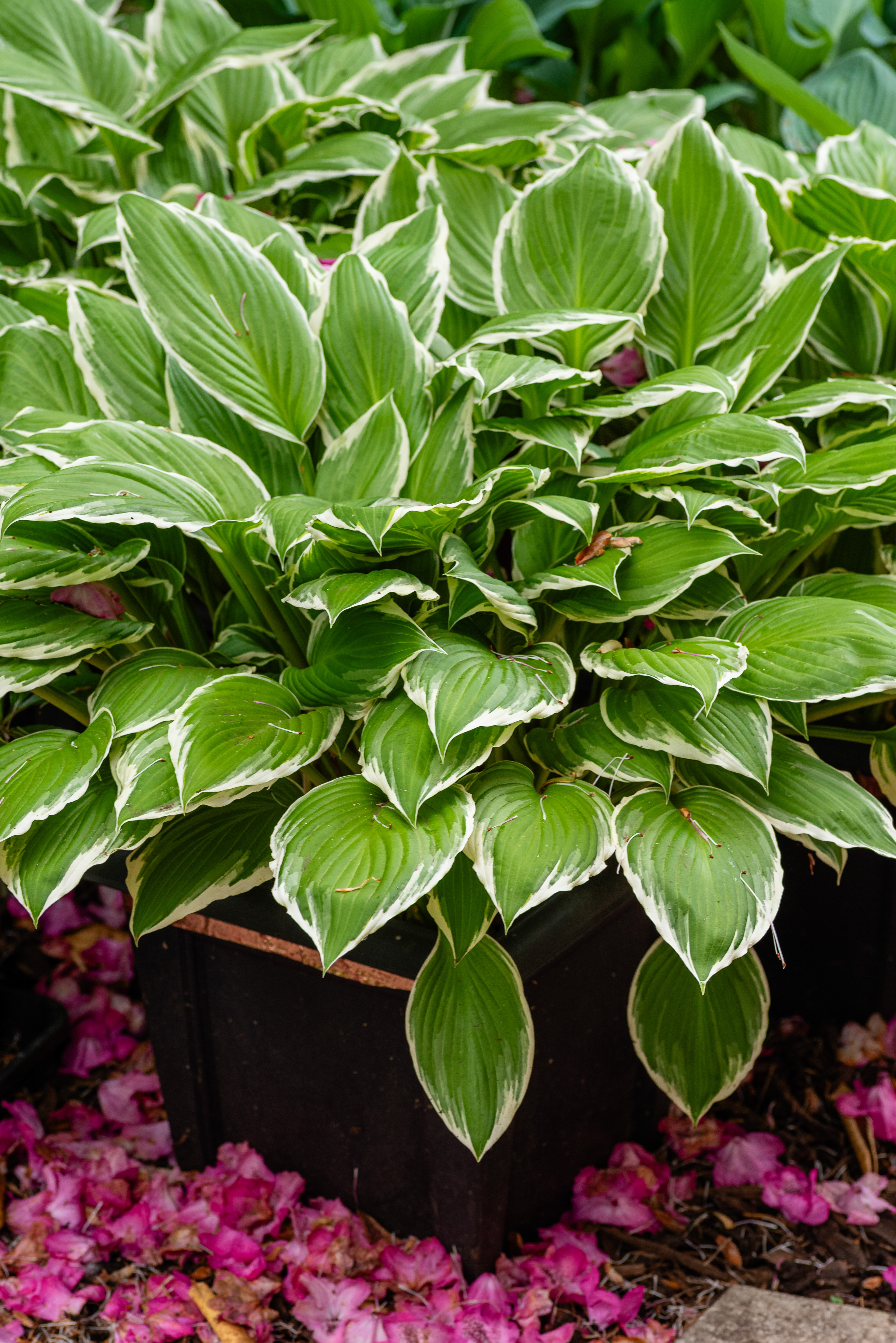 Hosta