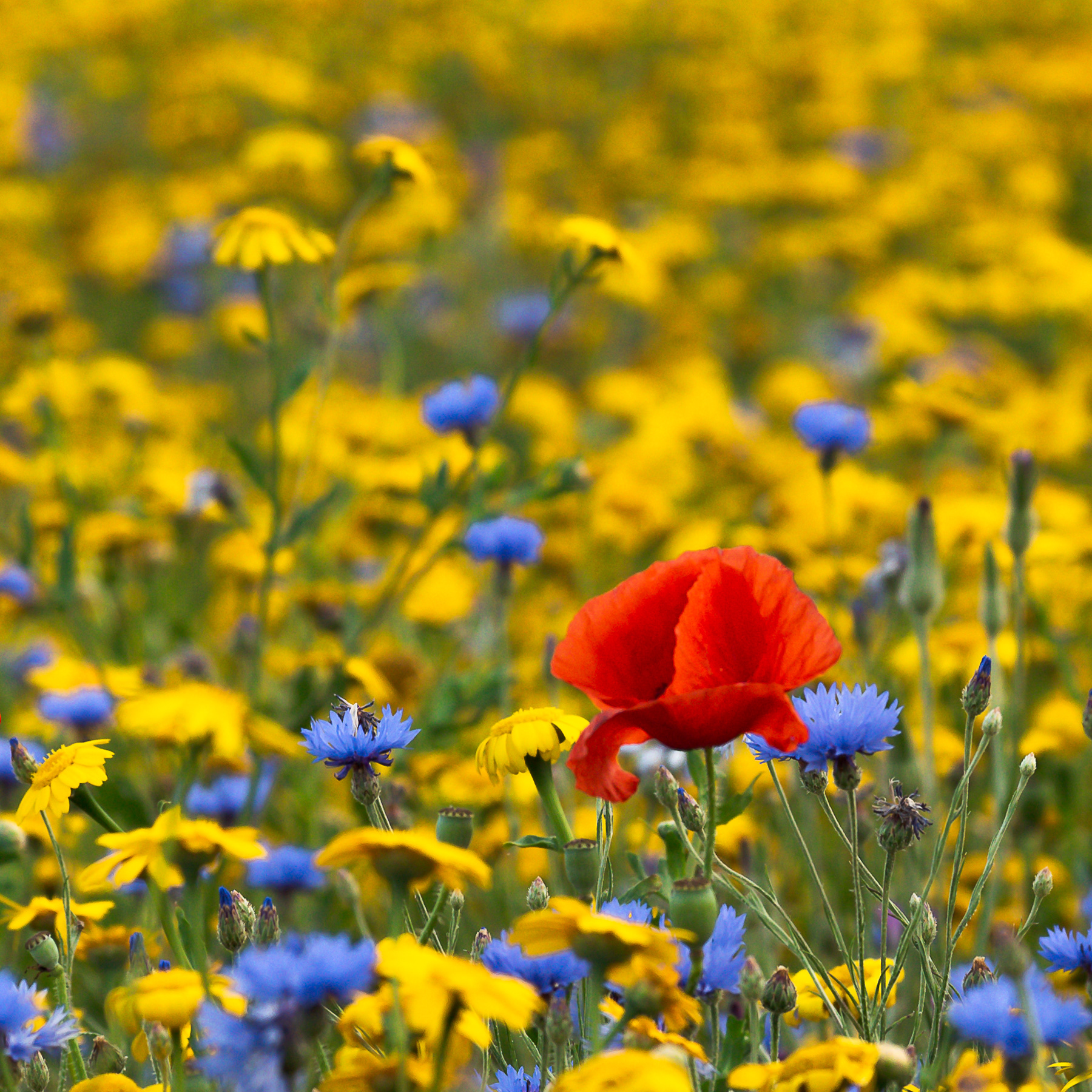 Poppy