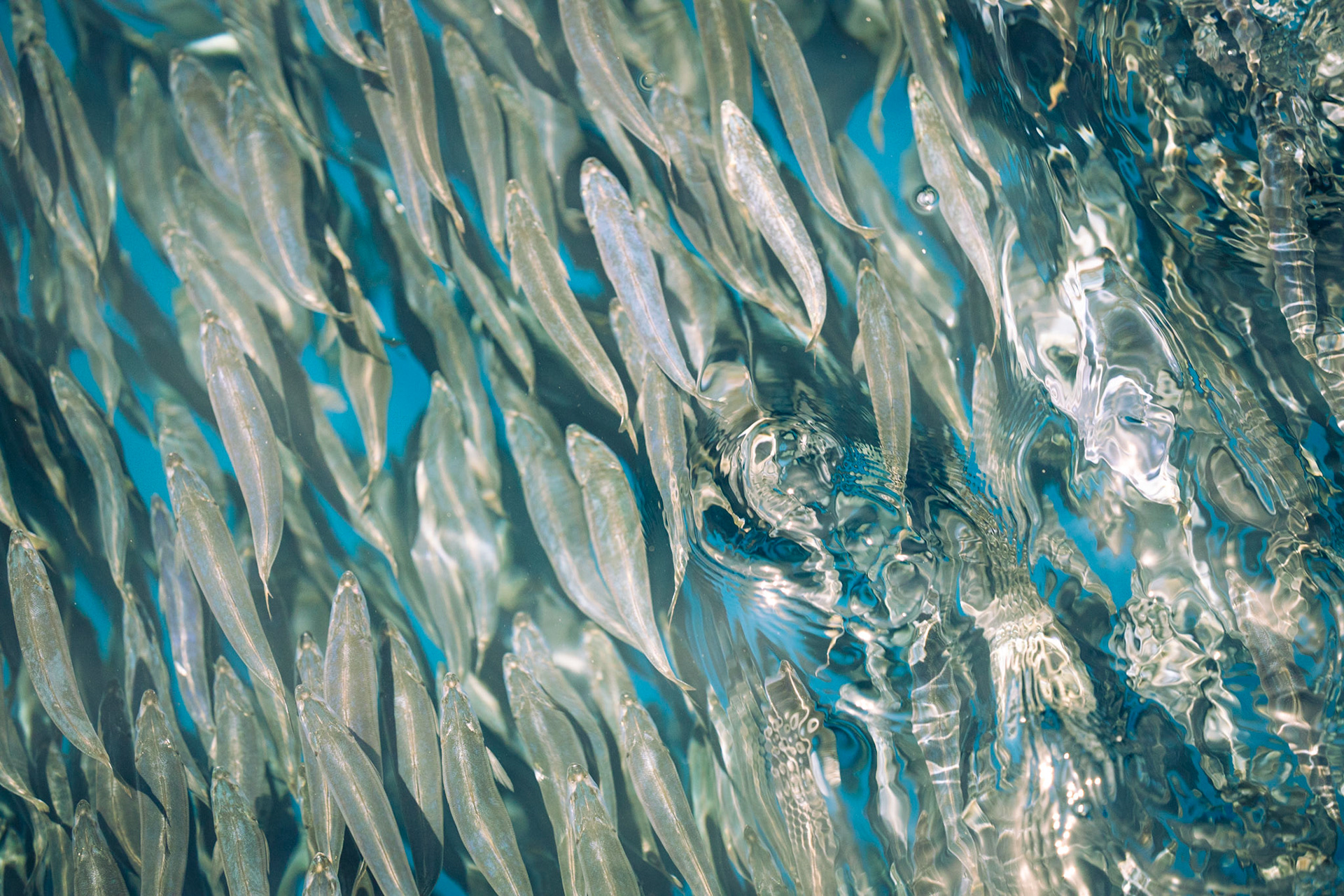 A school of bonitas swim just under the surface of the ocean nearly 30 miles off the coast of Cabo San Lucas on July 18th, 2023. Fish tend to swim in schools to avoid predators, have an easier time breeding and to collectively feed.