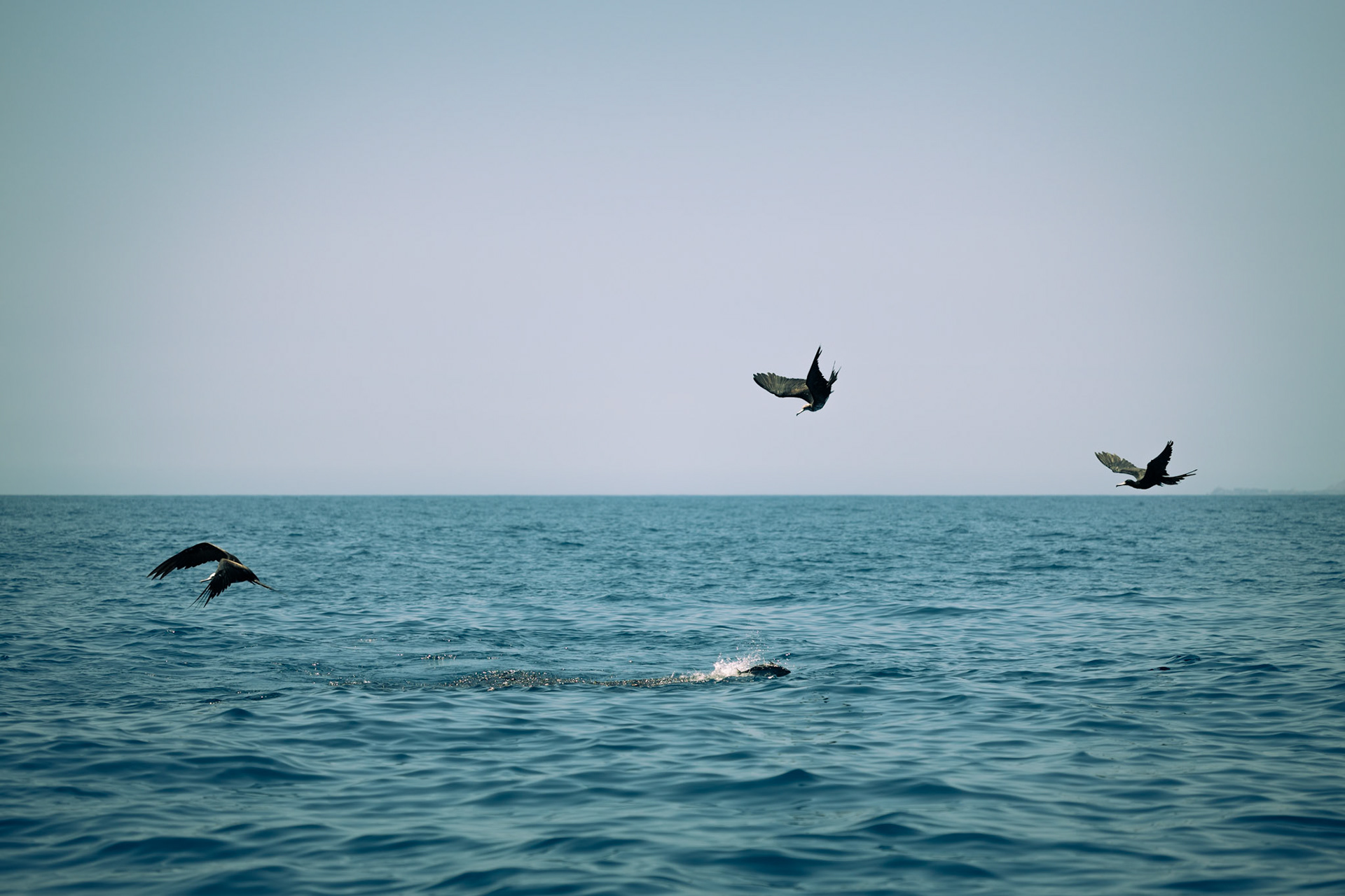 Frigatebirds stalk and swoop on a school of fish circling just under the surface of the ocean off the coast of Cabo San Lucas on July 18th, 2023. Frigatebirds frequently use this tactic to feed because they cannot dive under the water, unlike many other seabirds.