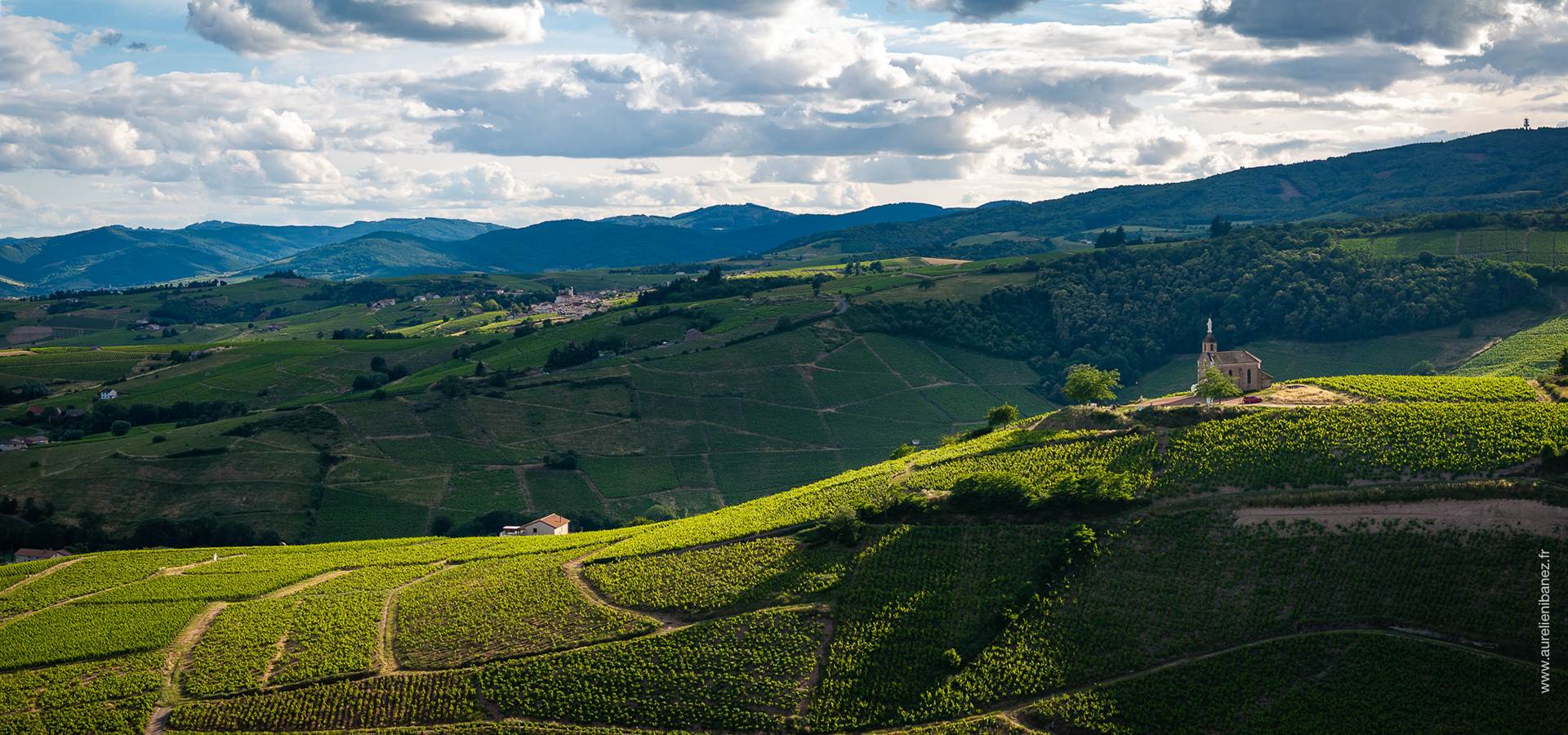 Vignoble de Fleurie (Beaujolais)