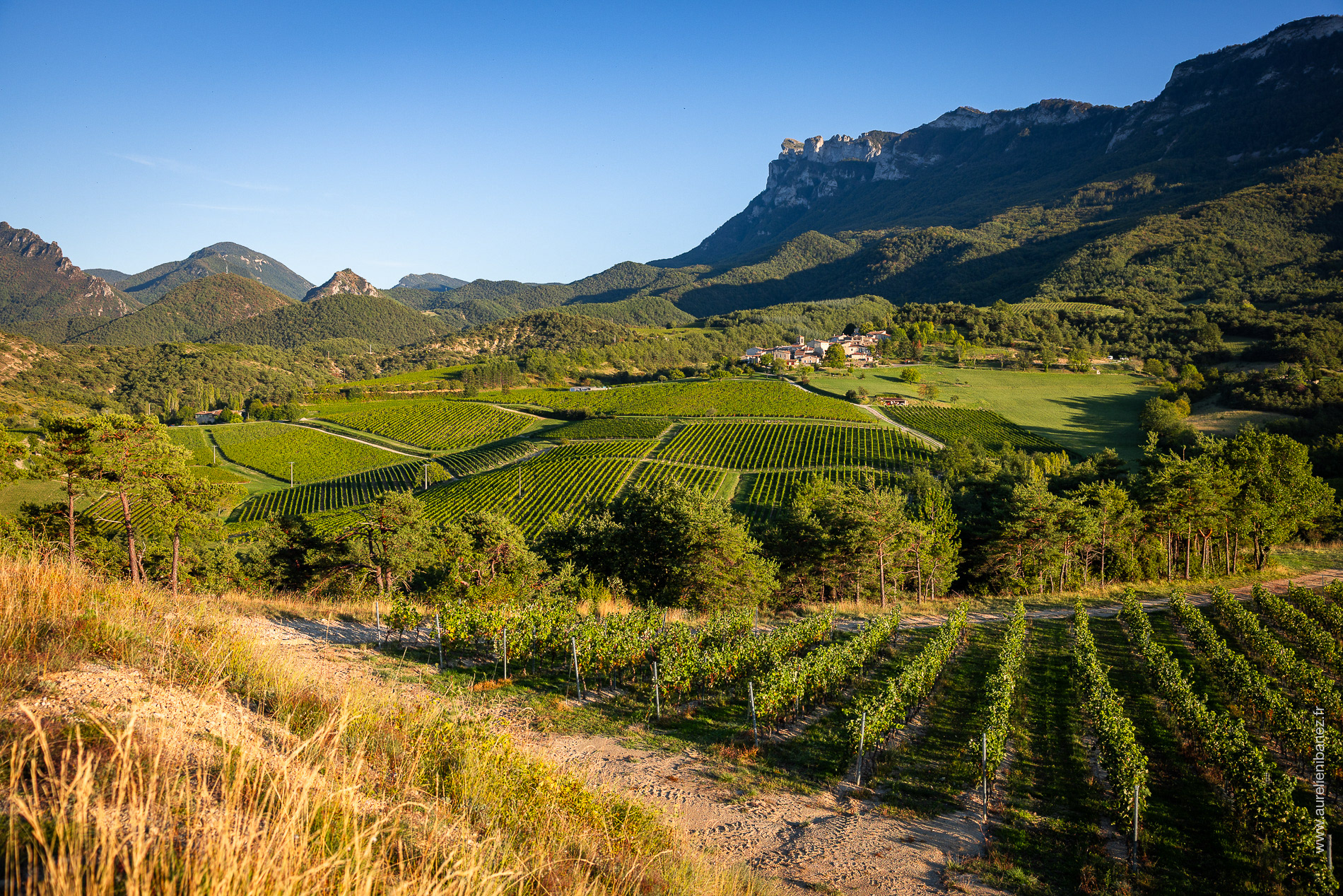 Vignoble de Saint-Sauveur-en-Diois (Drôme)