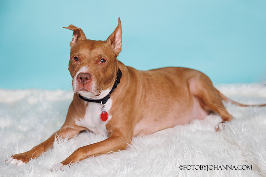 ROSEY - PITBULL