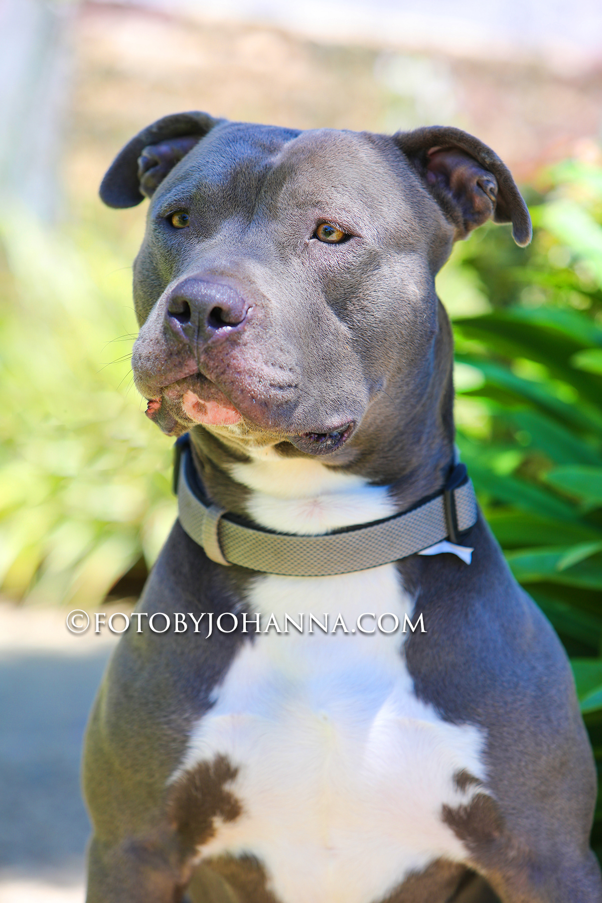 TYSON - PITBULL