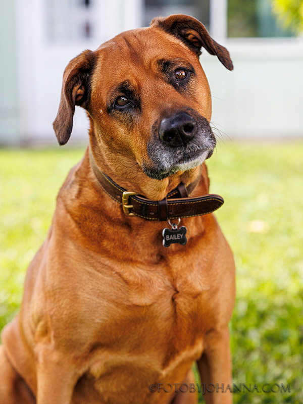 BAILEY
