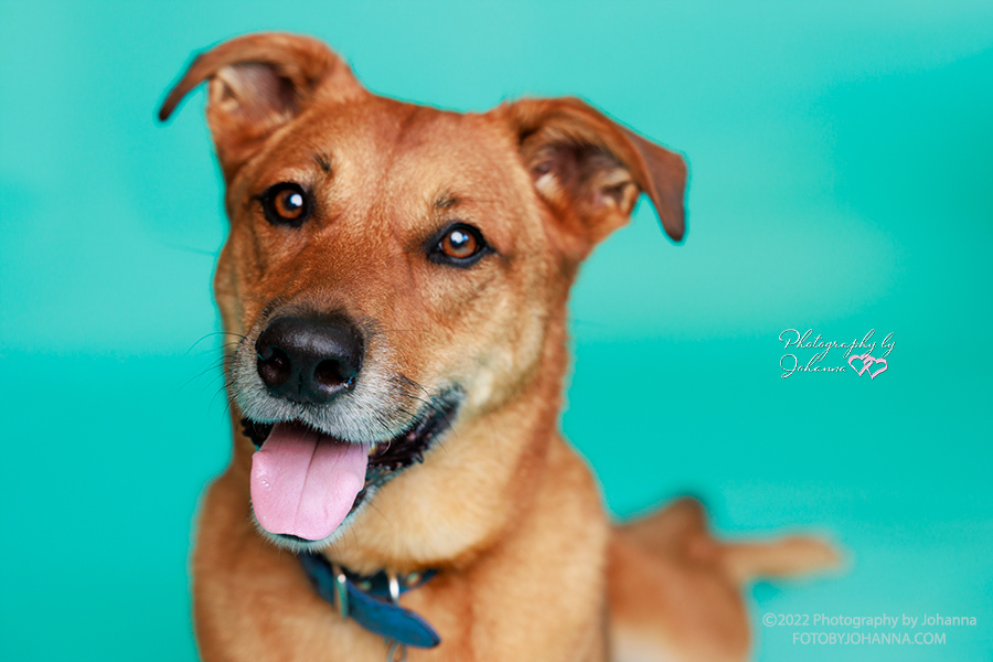 RED - CATTLEDOG