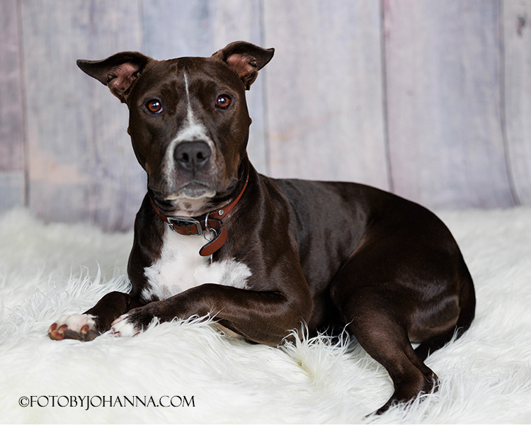 PEPPER - PITBULL