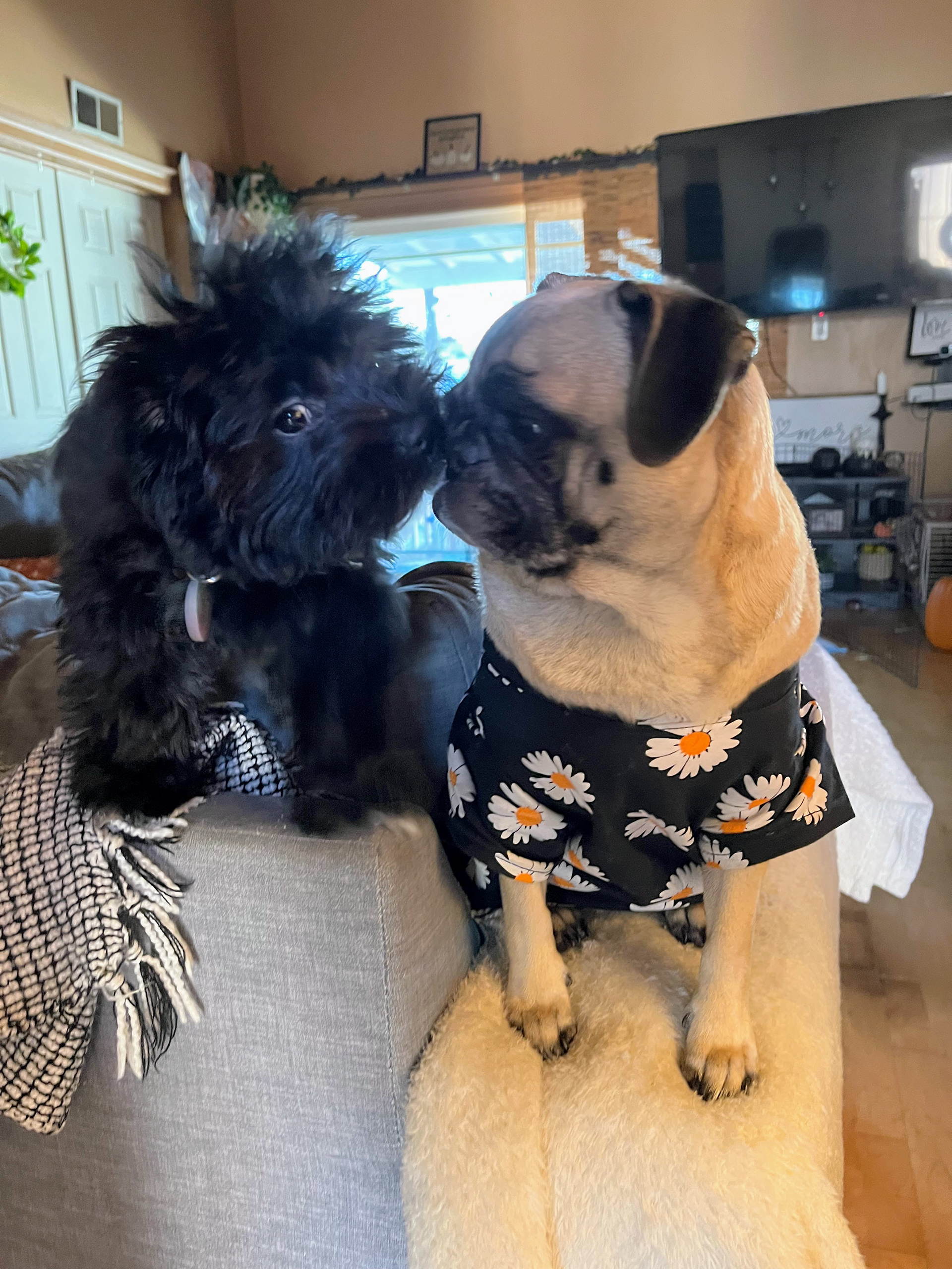 Darla & Jasmine - Torrance