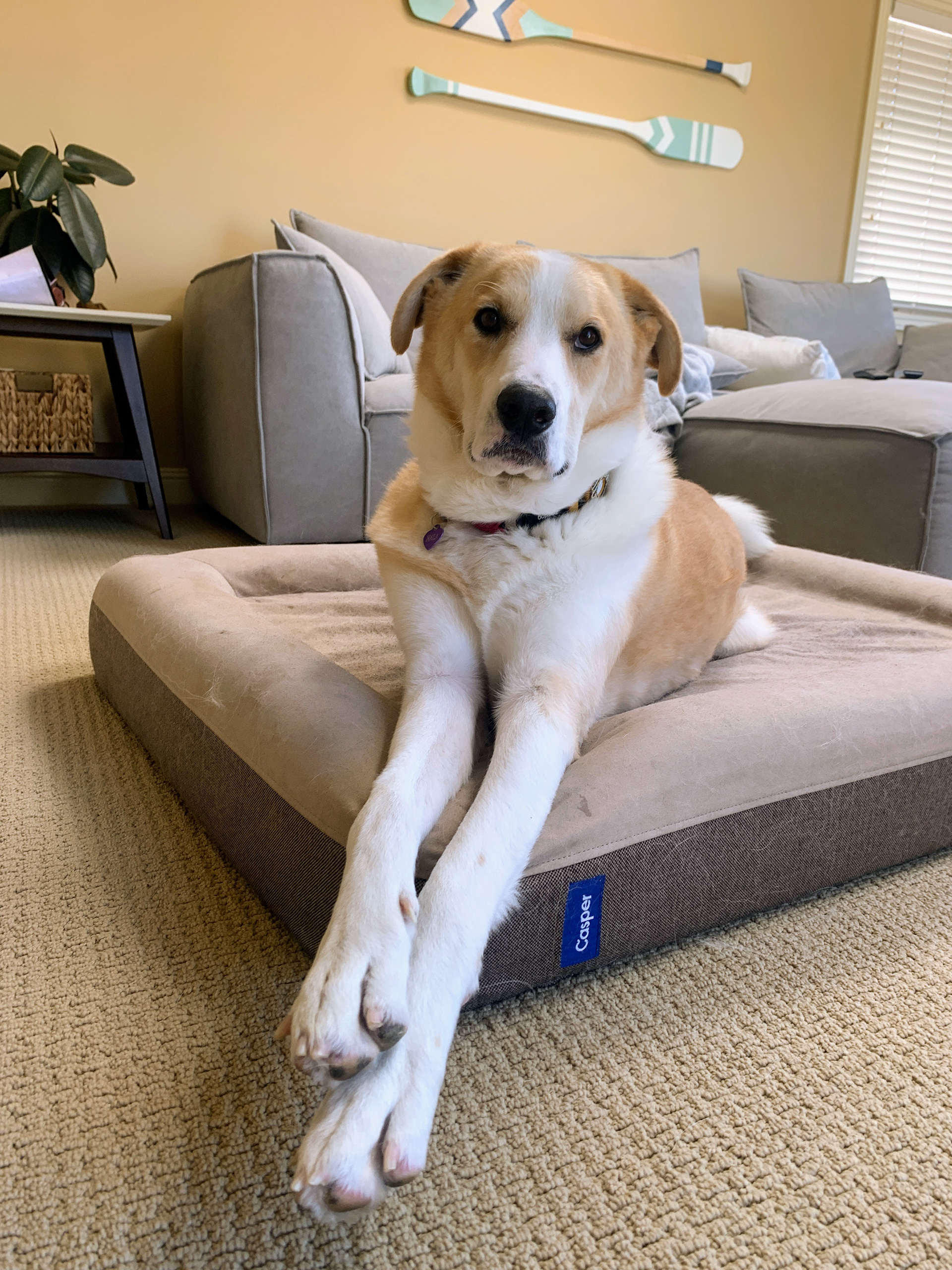 Nala - Redondo Beach