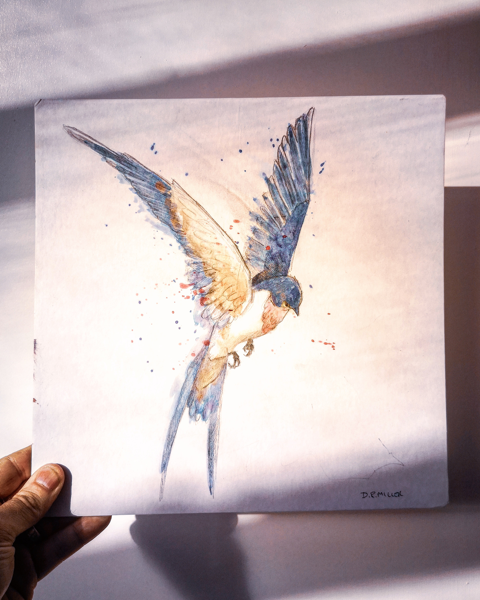 Drawing of sparrow in ink