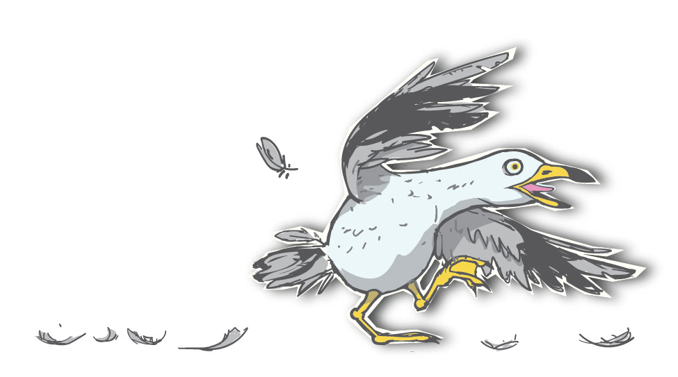 Seagull