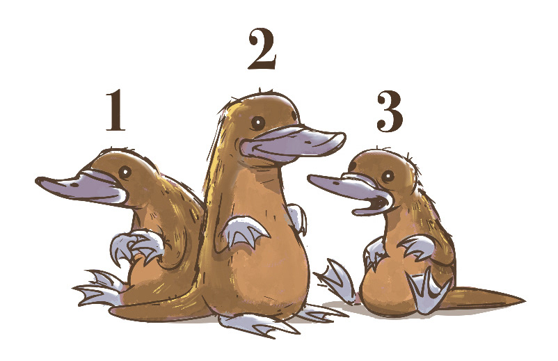Platypus (x3)