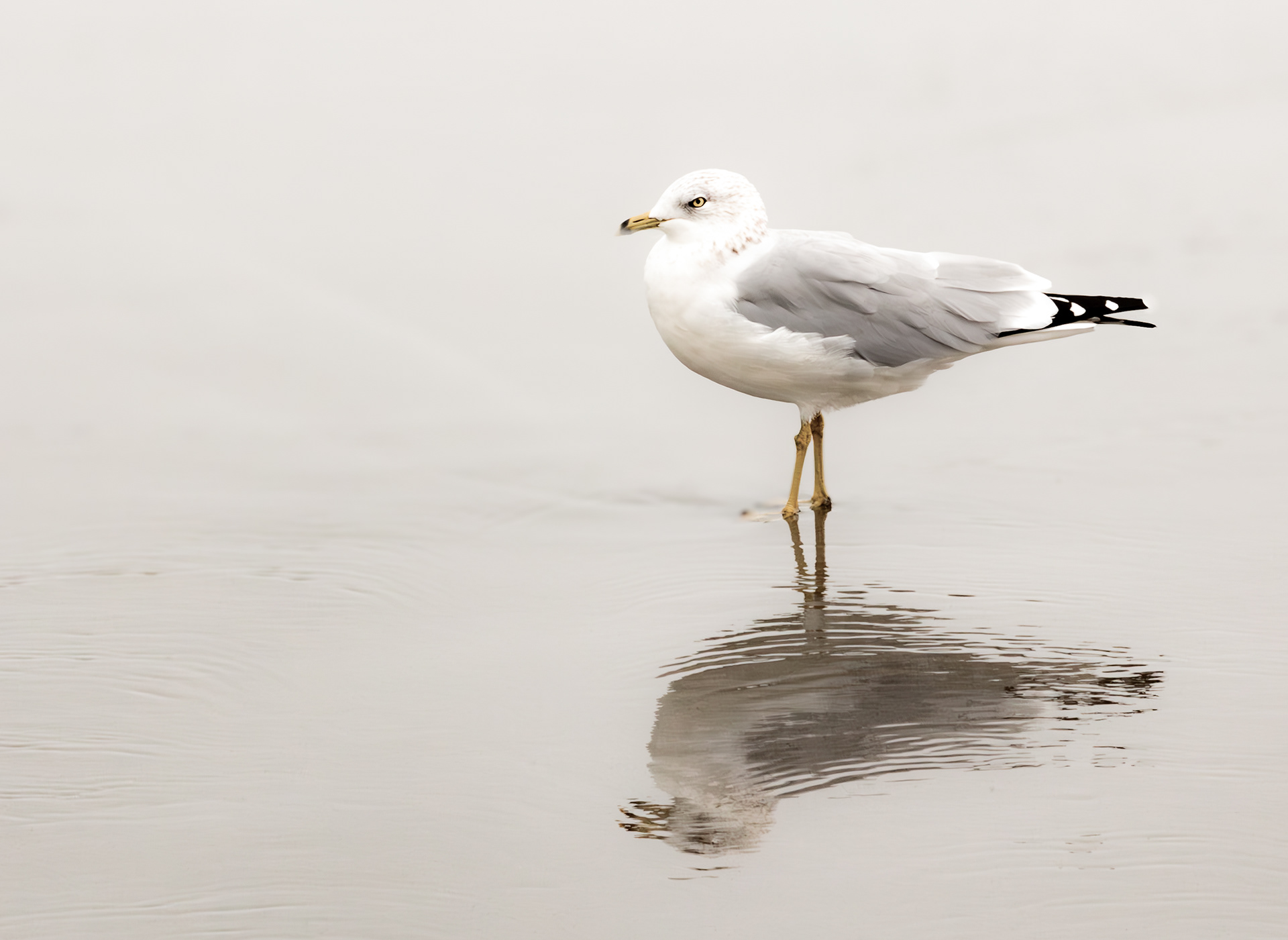 Seagull in the Mist