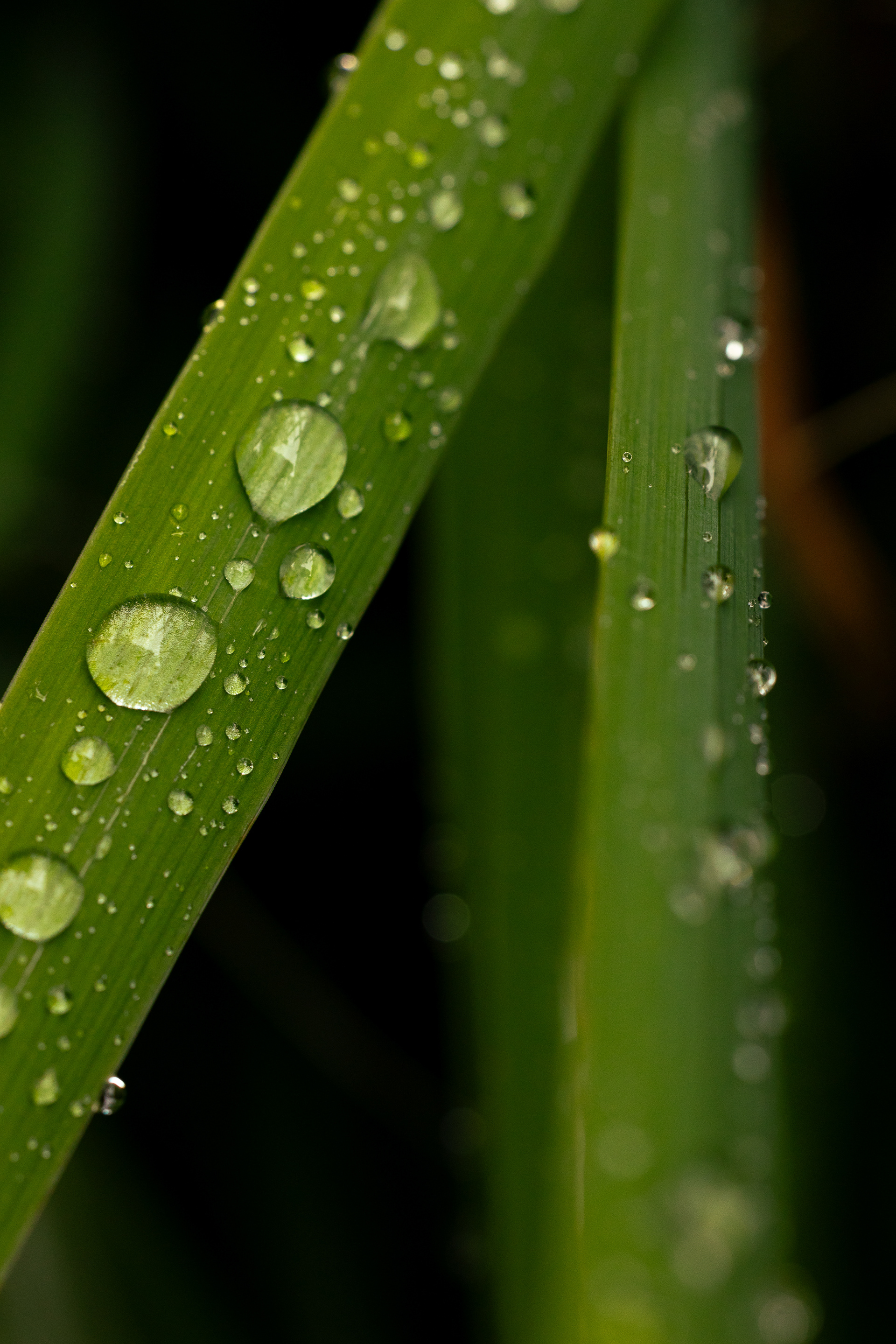 Raindrops
