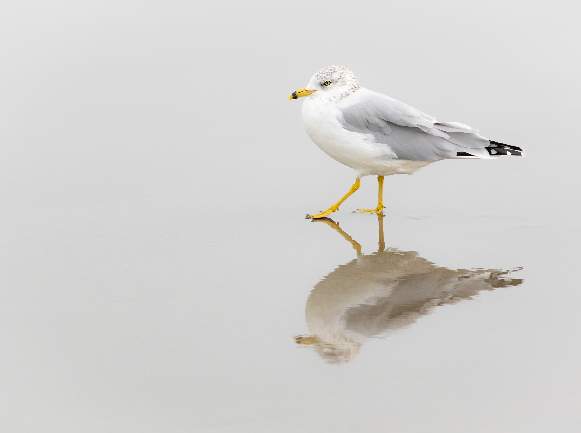 Seagull