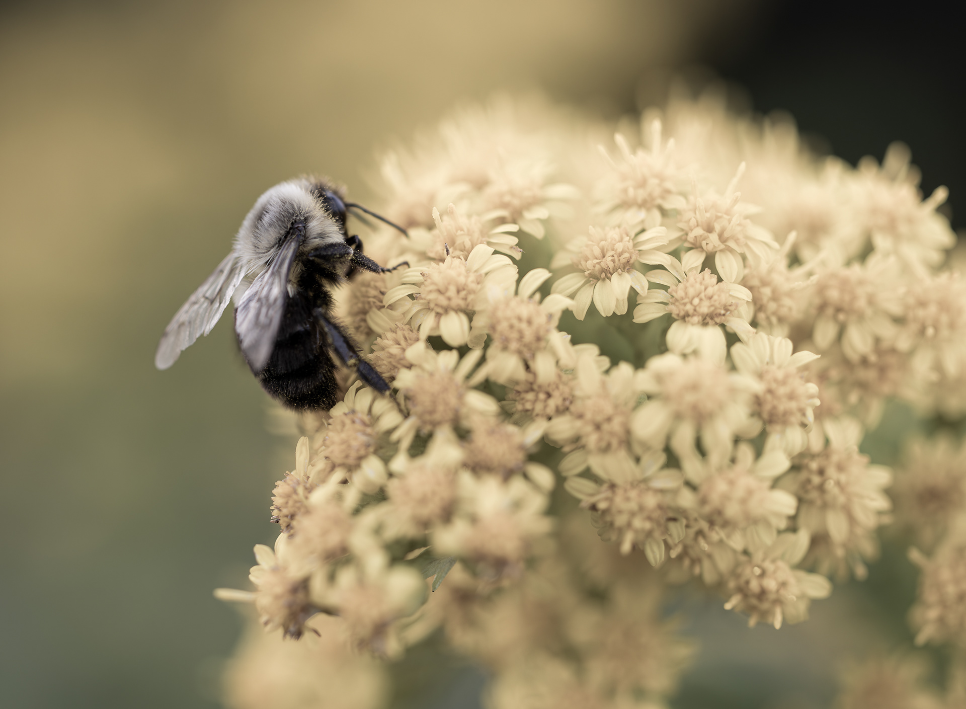 Bumble Bee