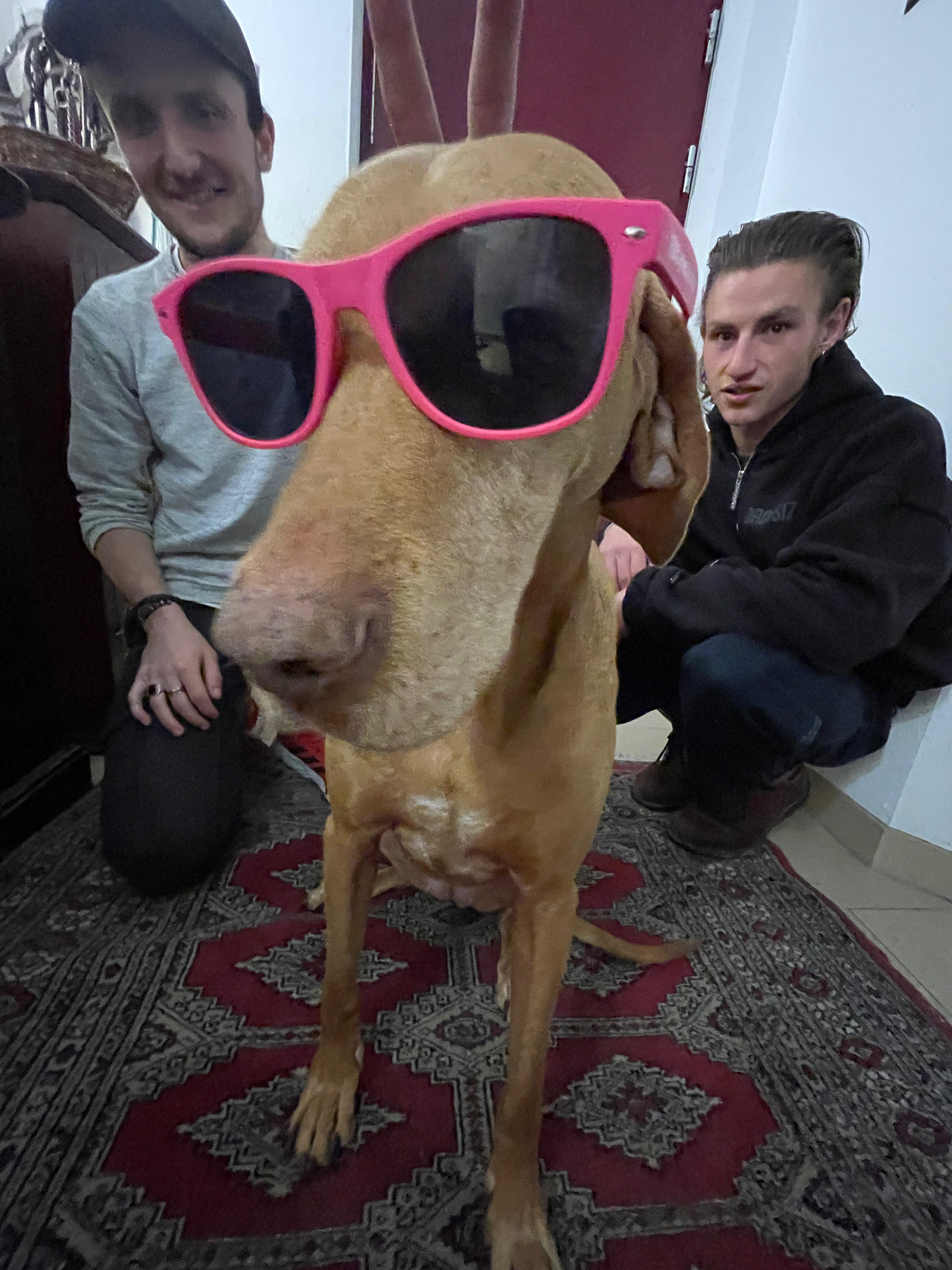 Der Produzent
