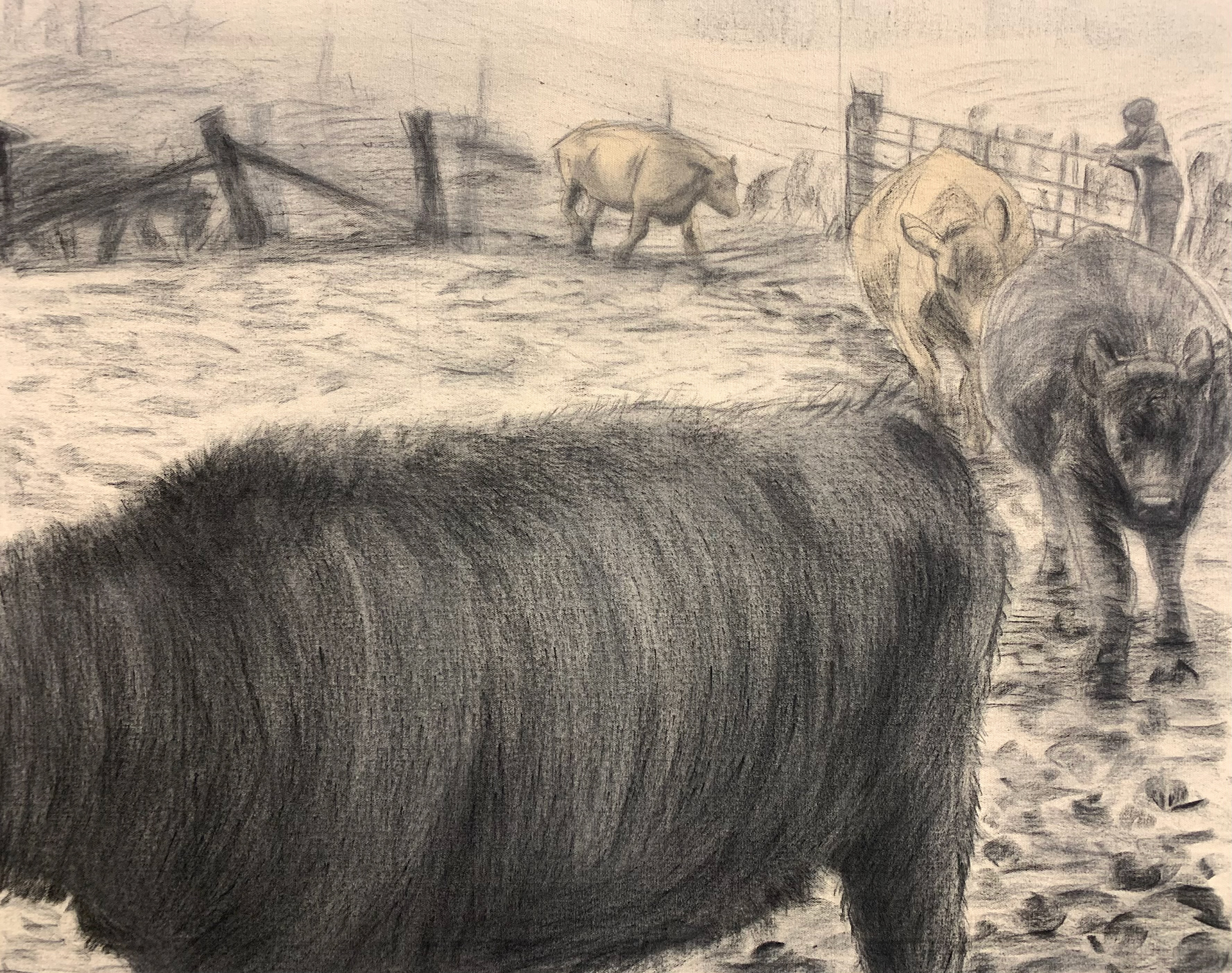 Feedlot, charcoal on raw canvas, 2025, 24x36"