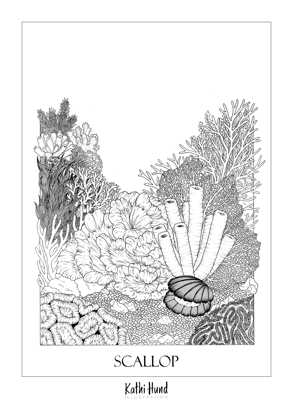 Scallop