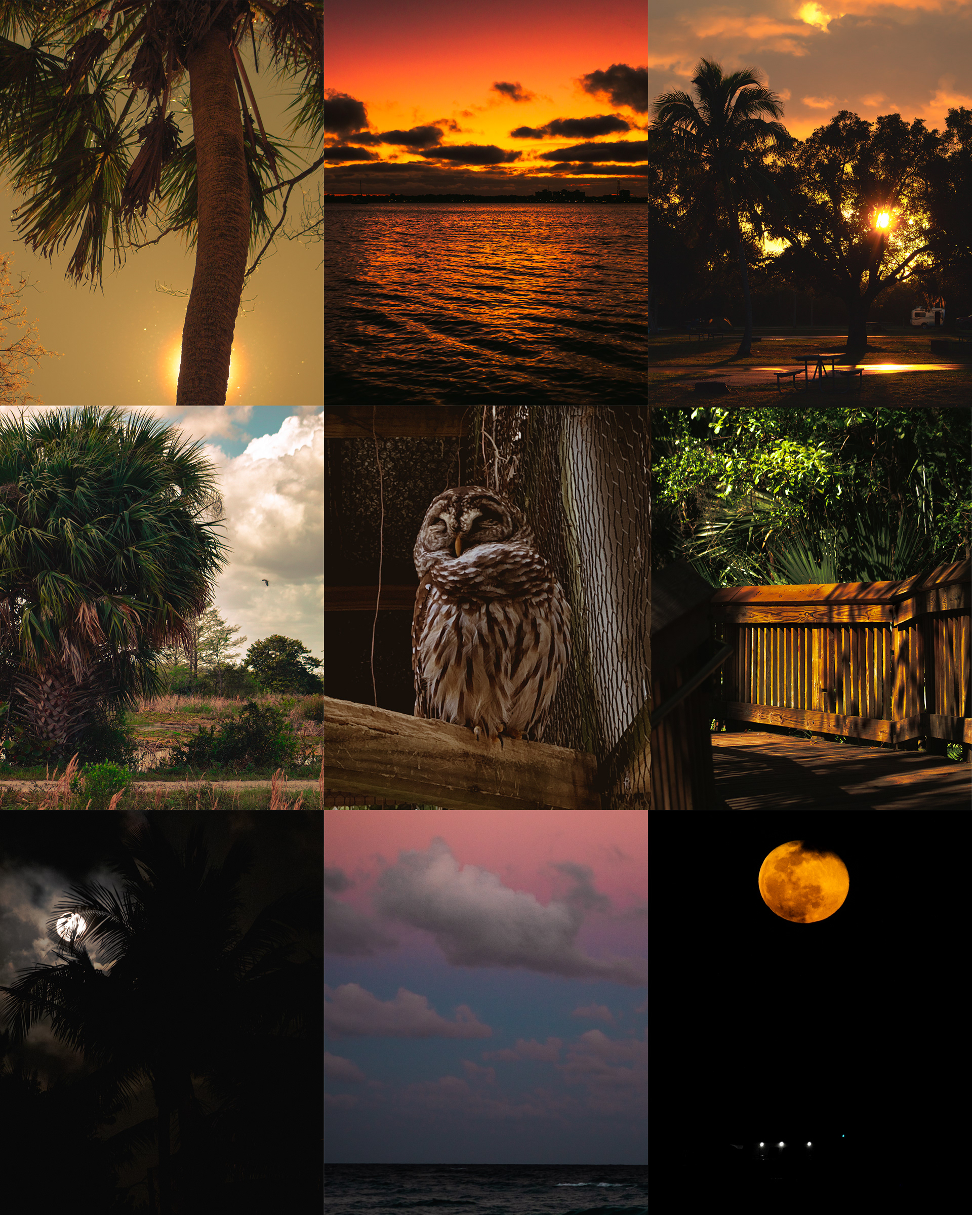 Best of Florida Collage