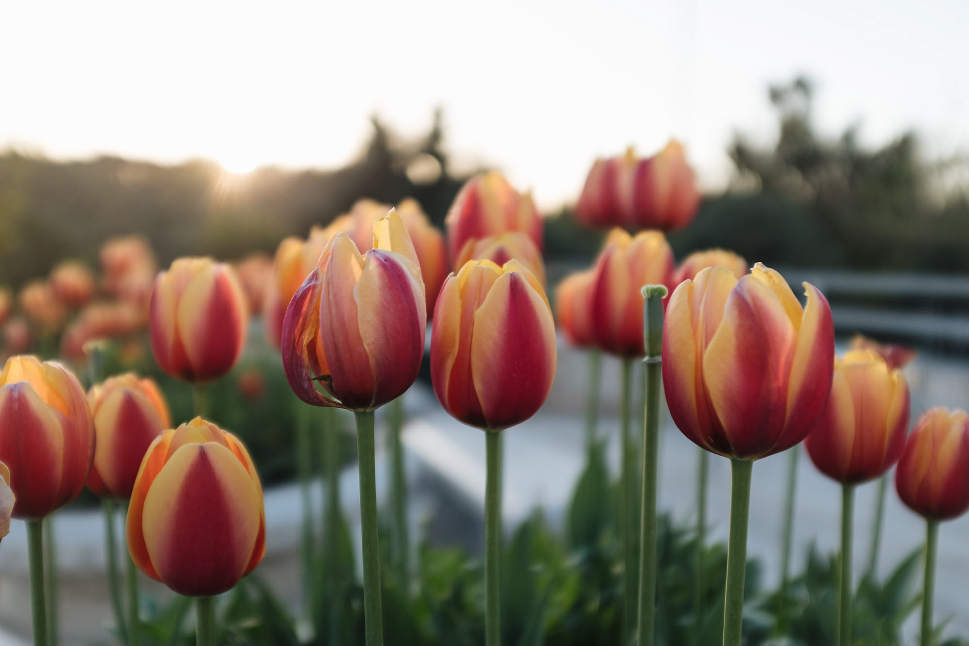 Tulipány - symbol mučedníků