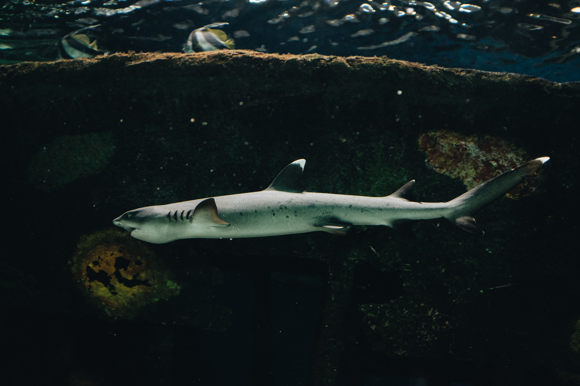 Duman Aqua Park - oceanárium se 2000 mořskými živočichy a 70m žraločím tunelem (3000 KZT), jungle (2700 KZT) 