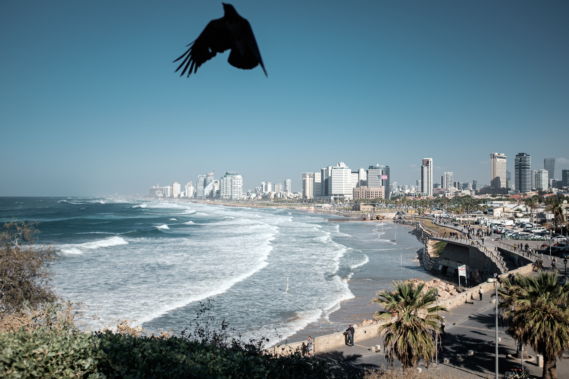 Tel Aviv s ptákem