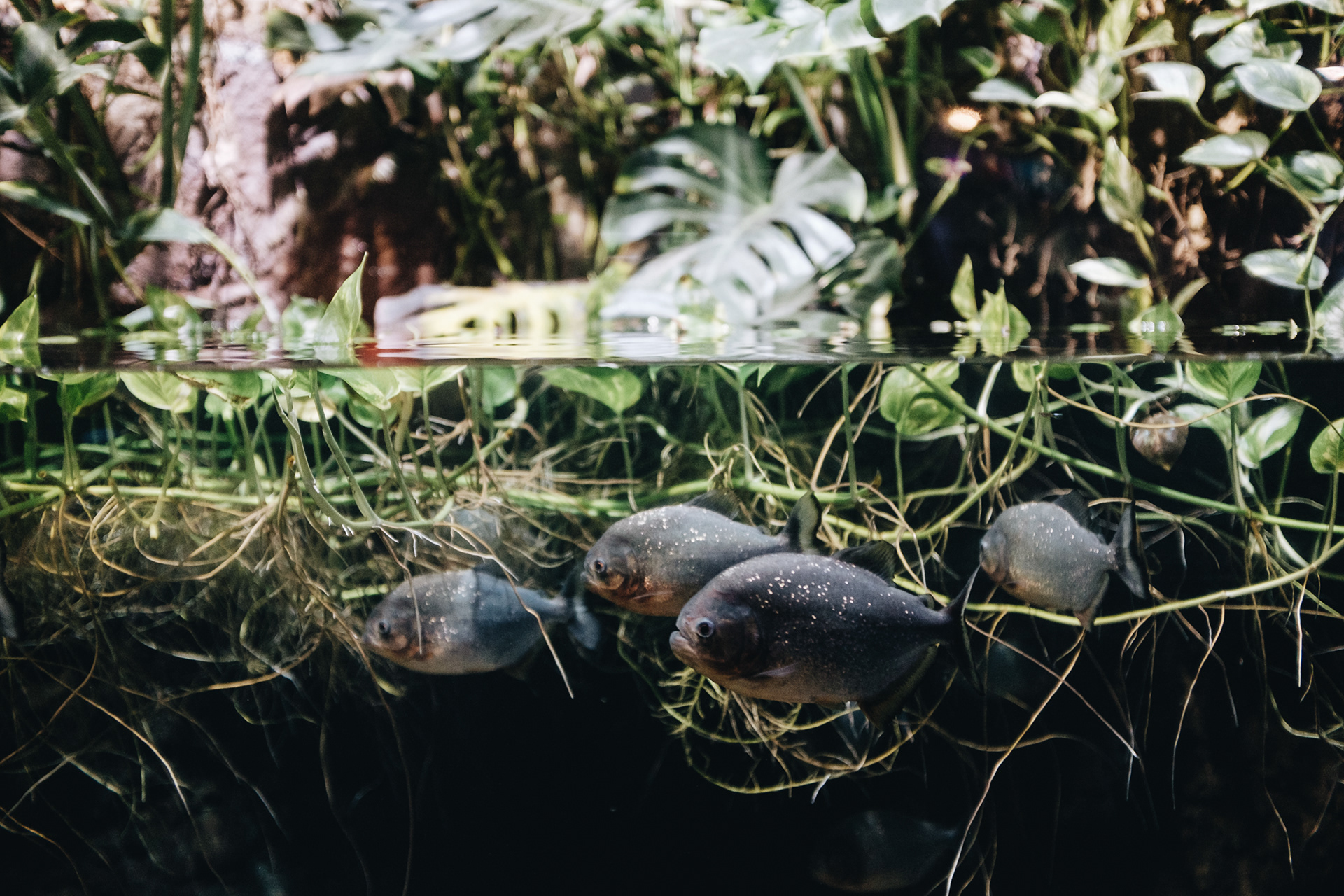 Duman Aqua Park - oceanárium se 2000 mořskými živočichy a 70m žraločím tunelem (3000 KZT), jungle (2700 KZT) 