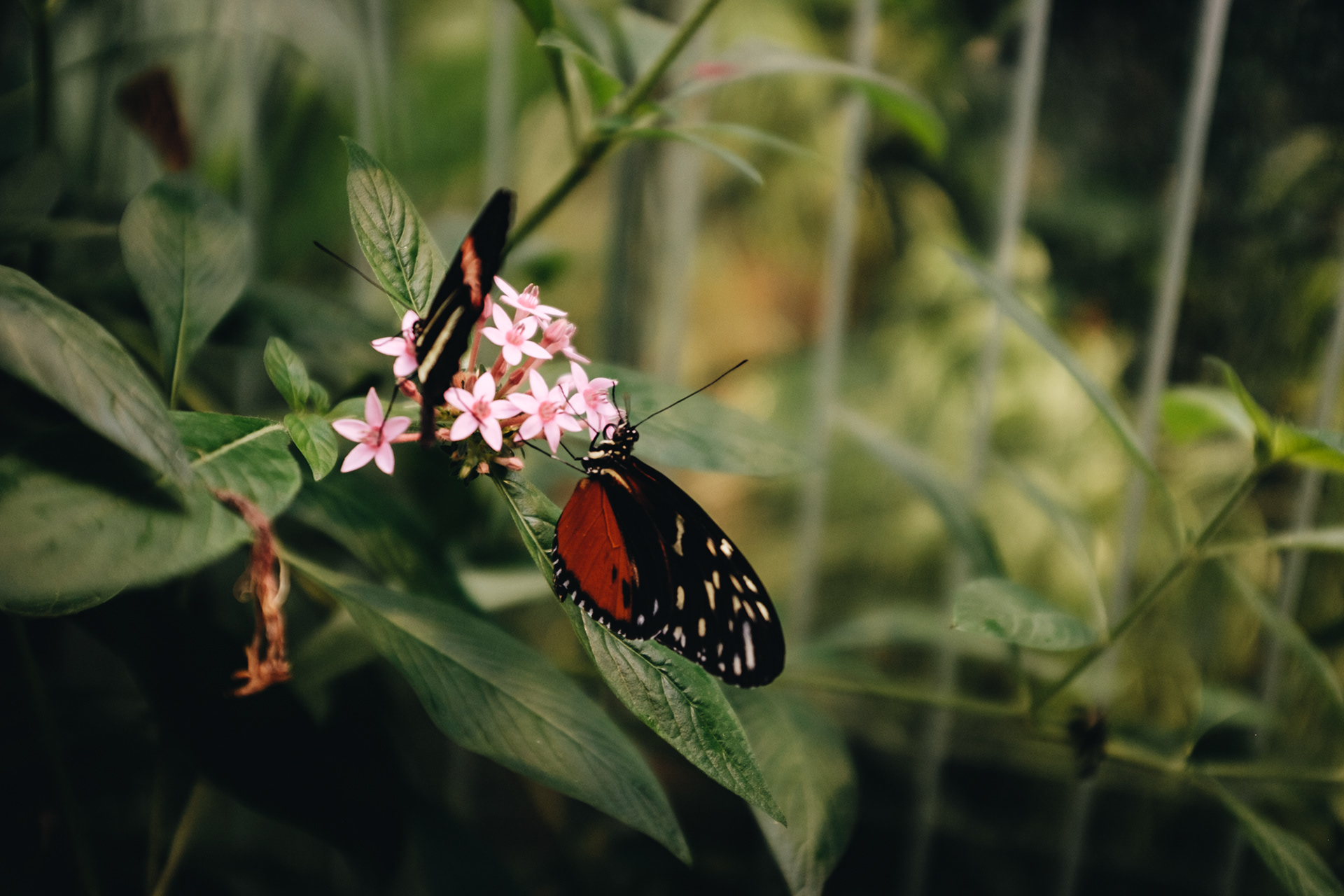 Expozice deštnýho pralesa