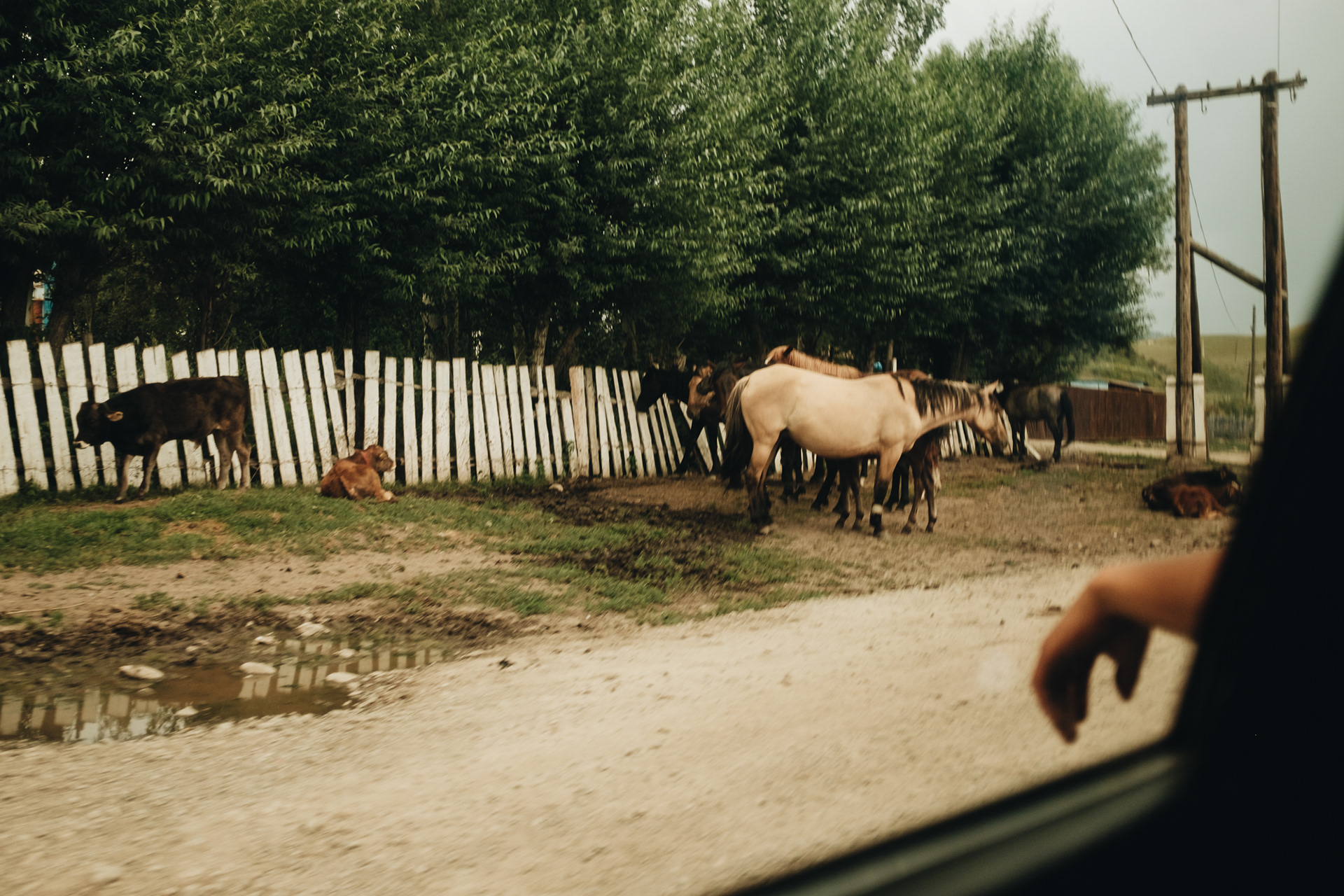 Koně a krávy všude
