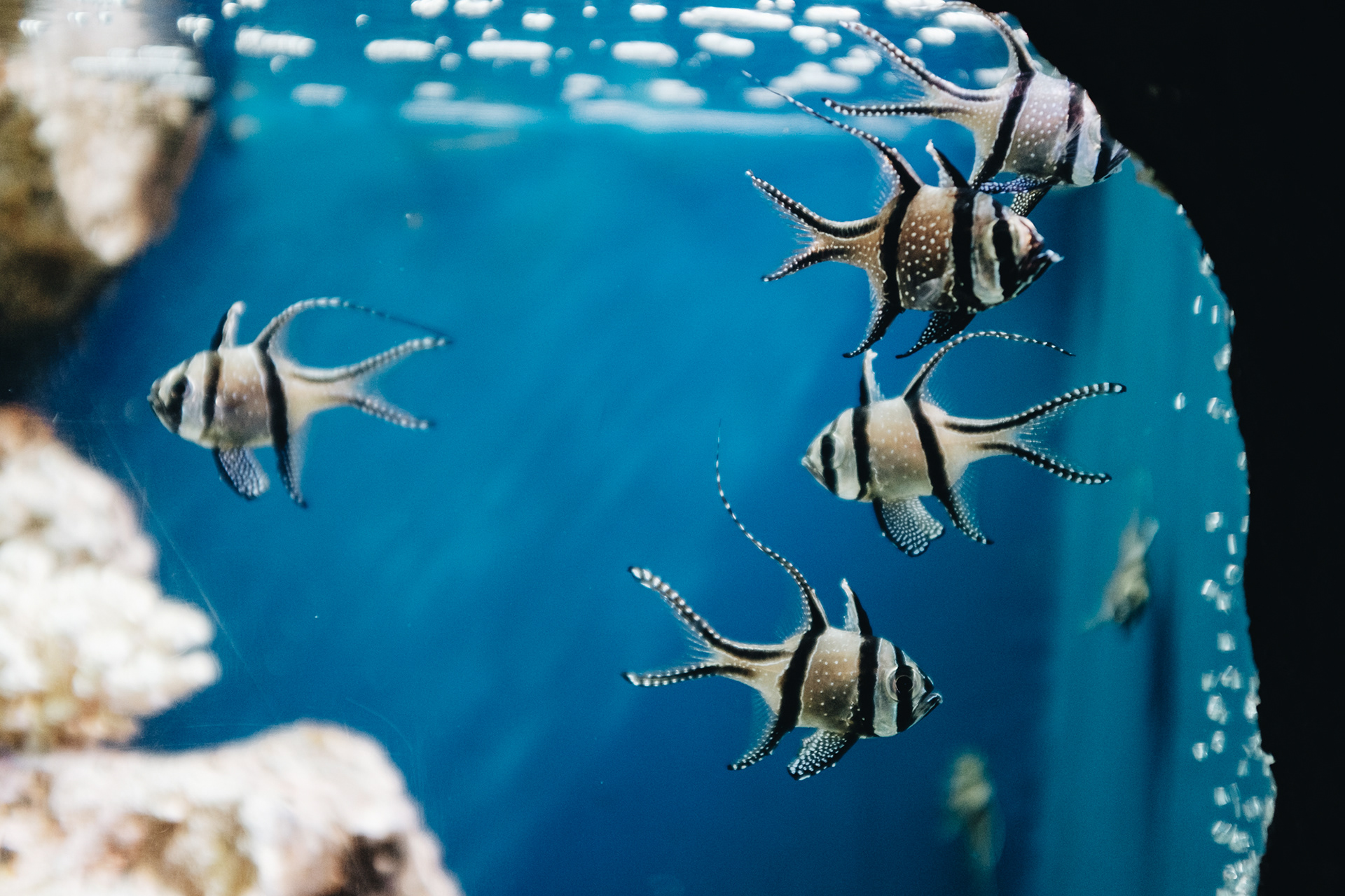 Duman Aqua Park - oceanárium se 2000 mořskými živočichy a 70m žraločím tunelem (3000 KZT), jungle (2700 KZT) 