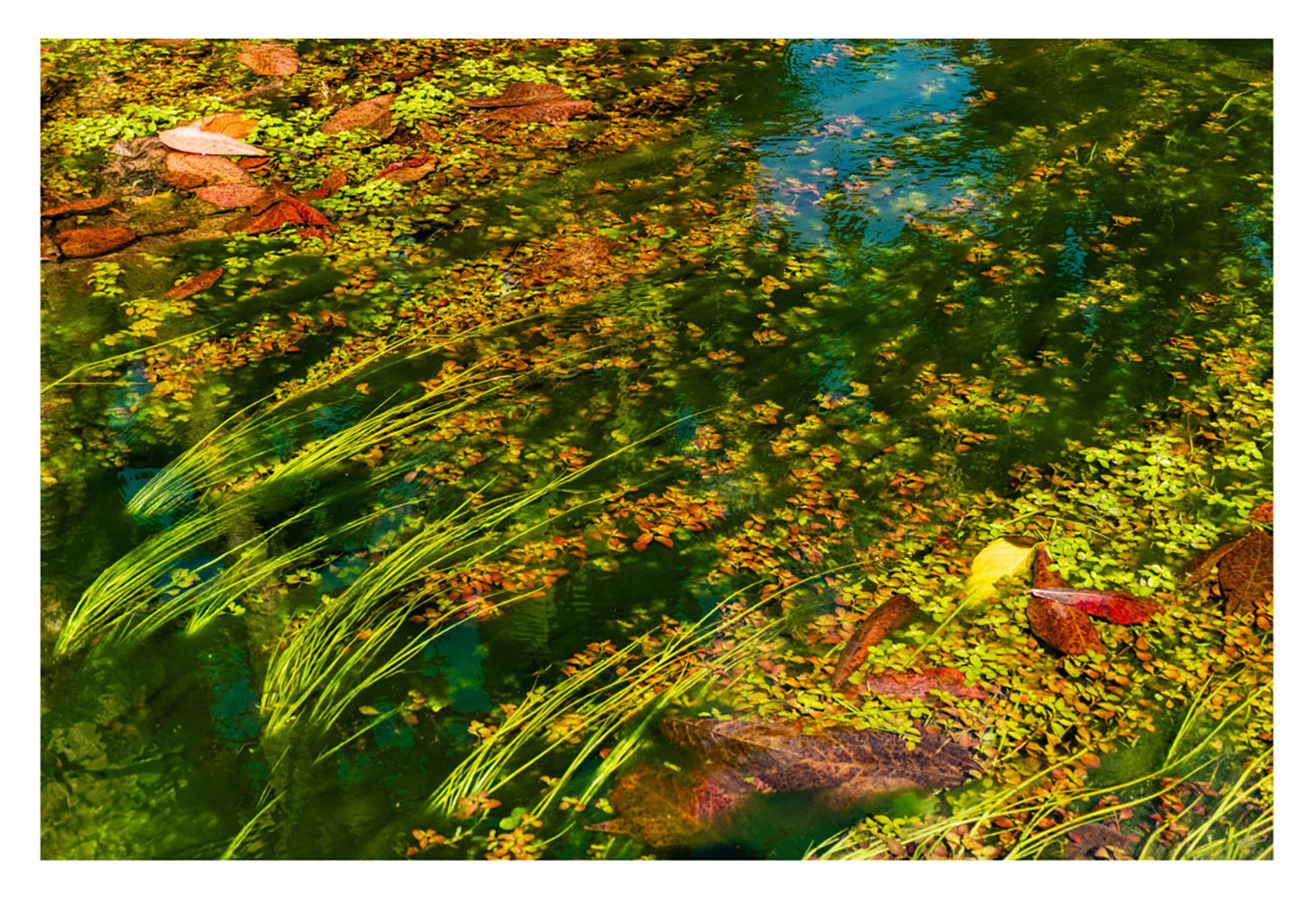 Nature's Mosaic