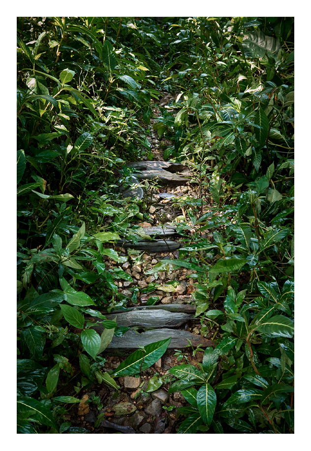 LOST LINE