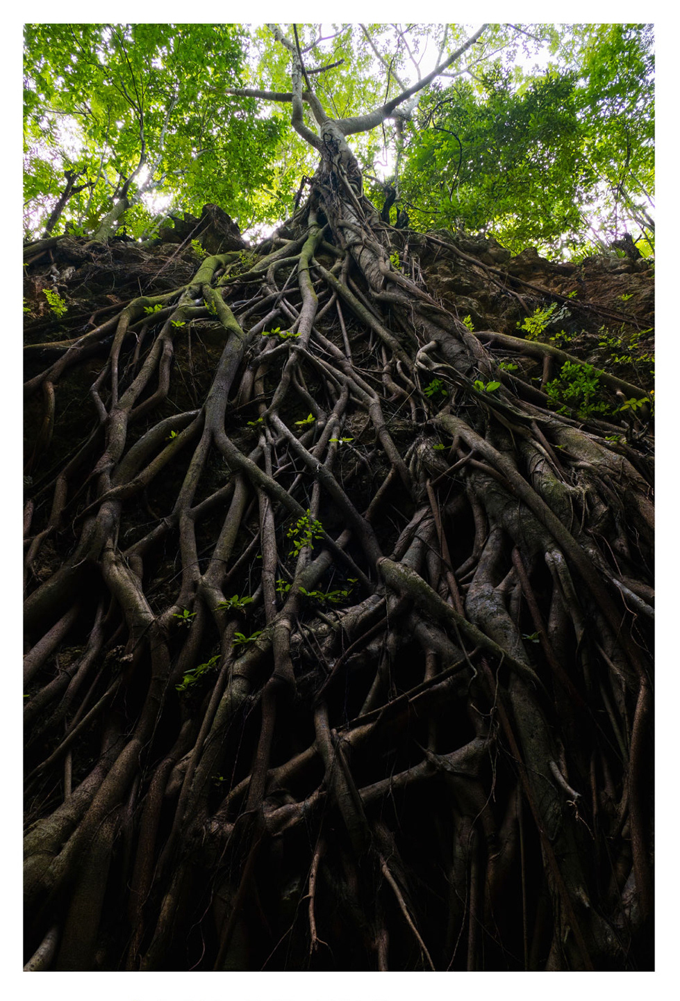 Rooted