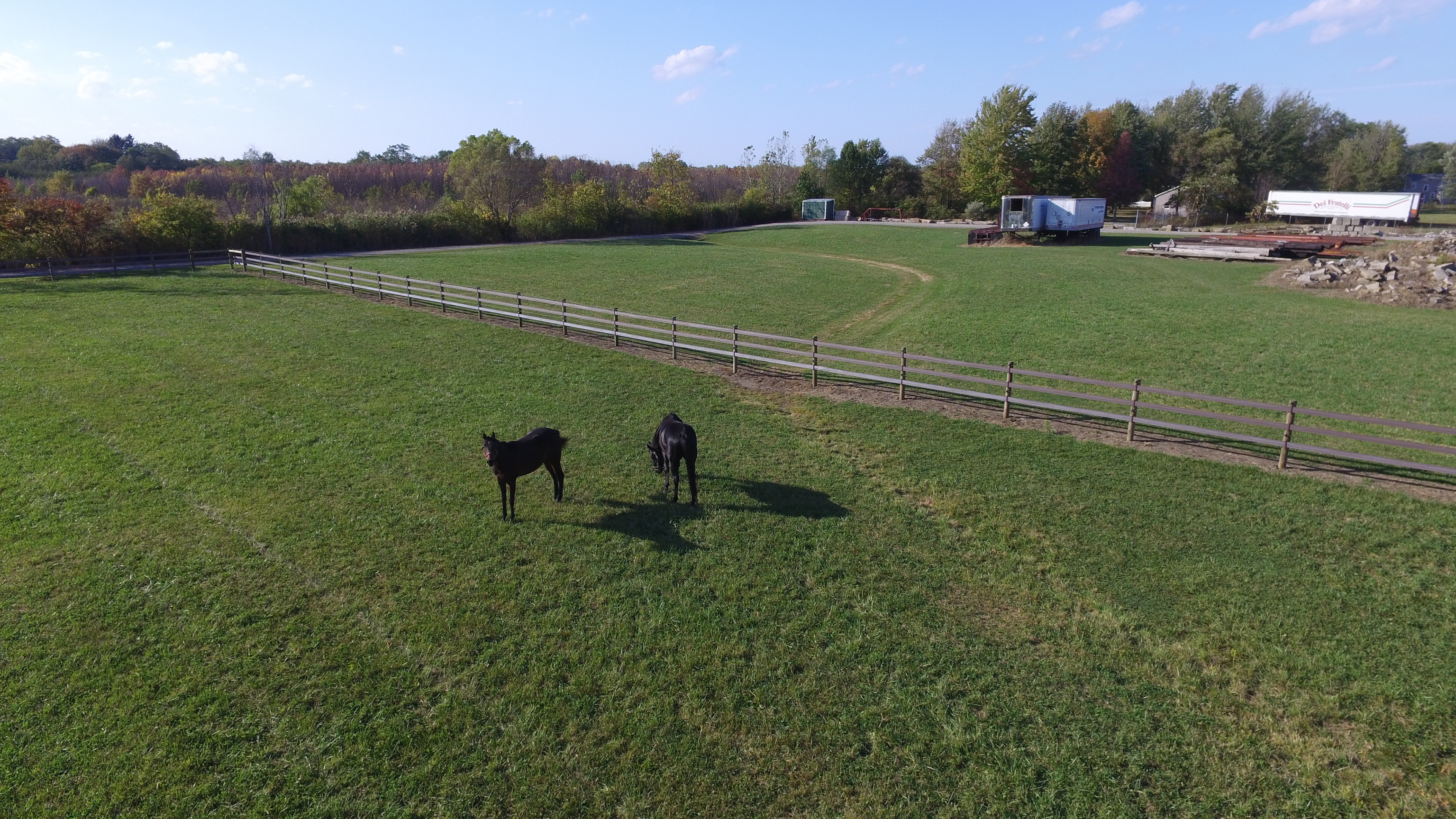 Horses (aerial)