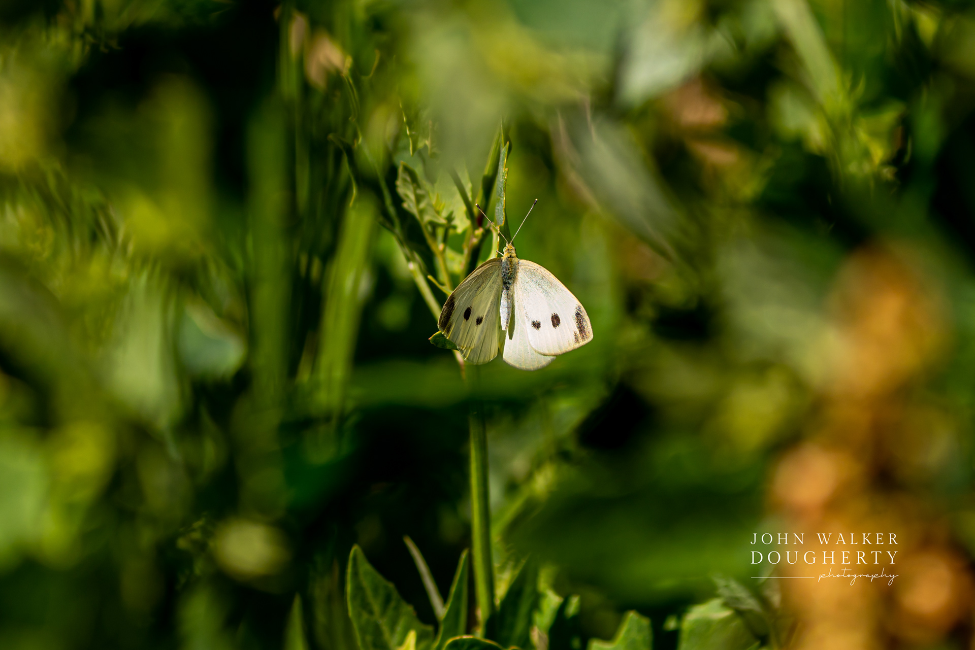 Shot On: Sony A7RIII
